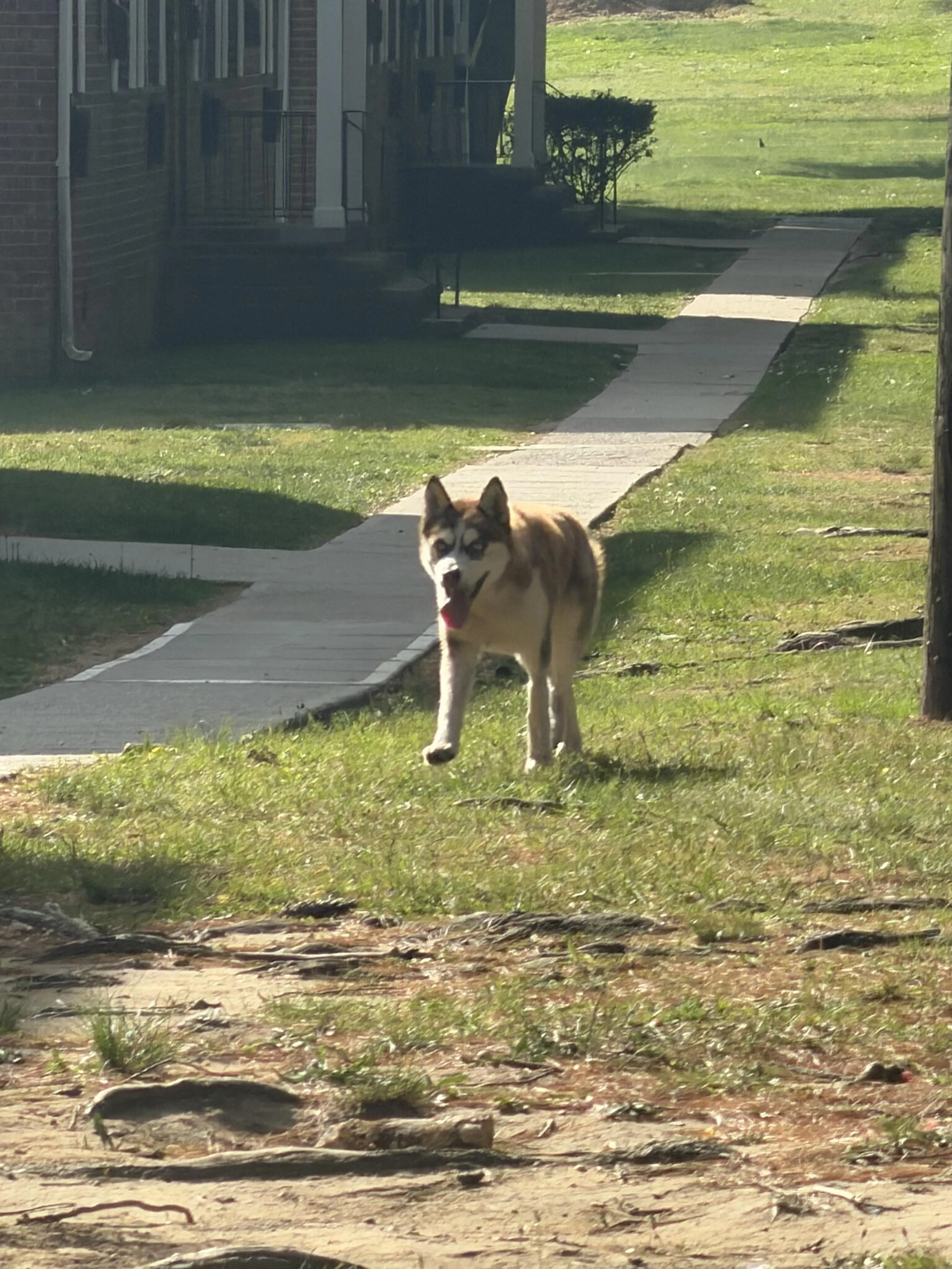 Found pet