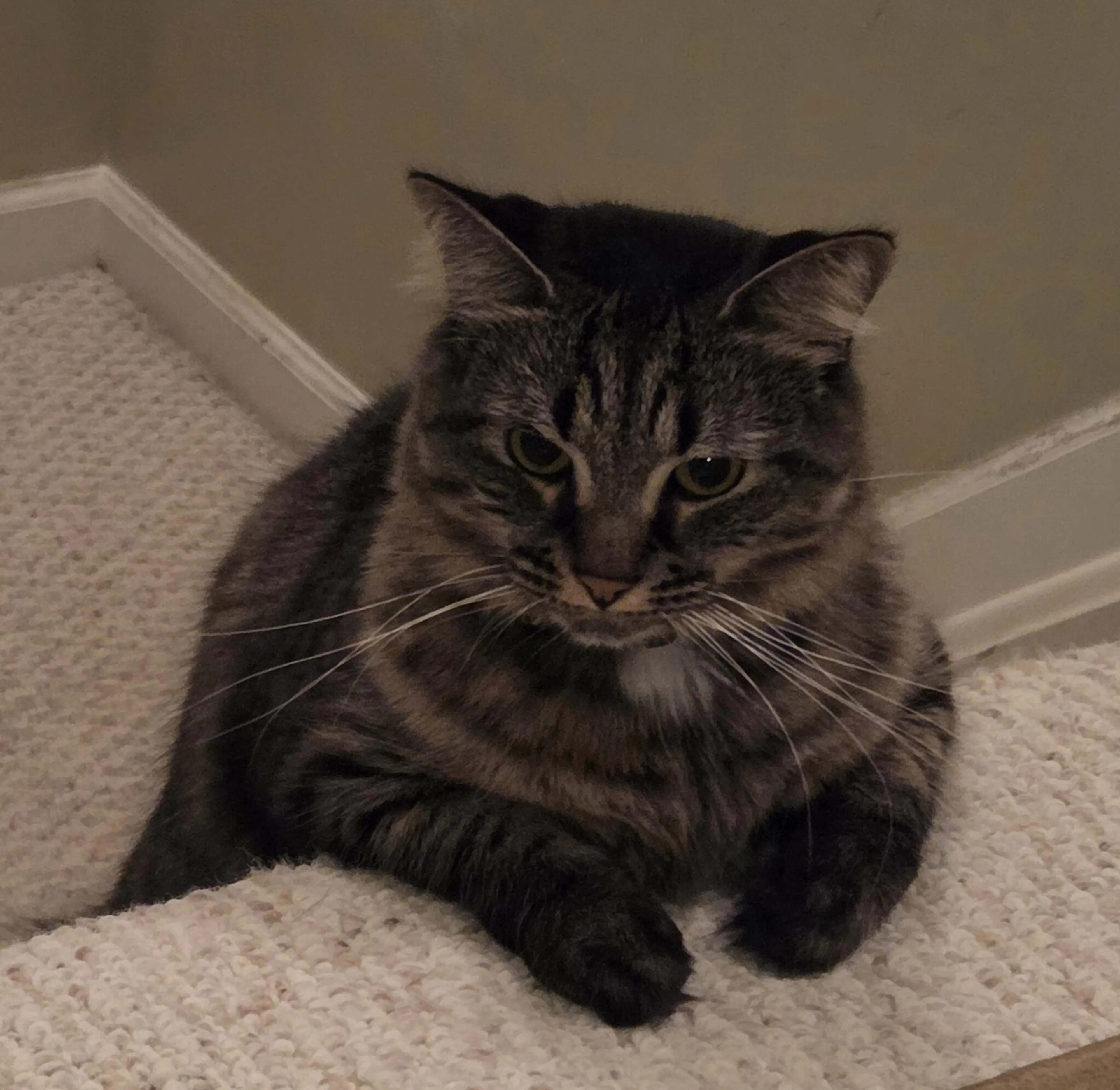 Lost pet