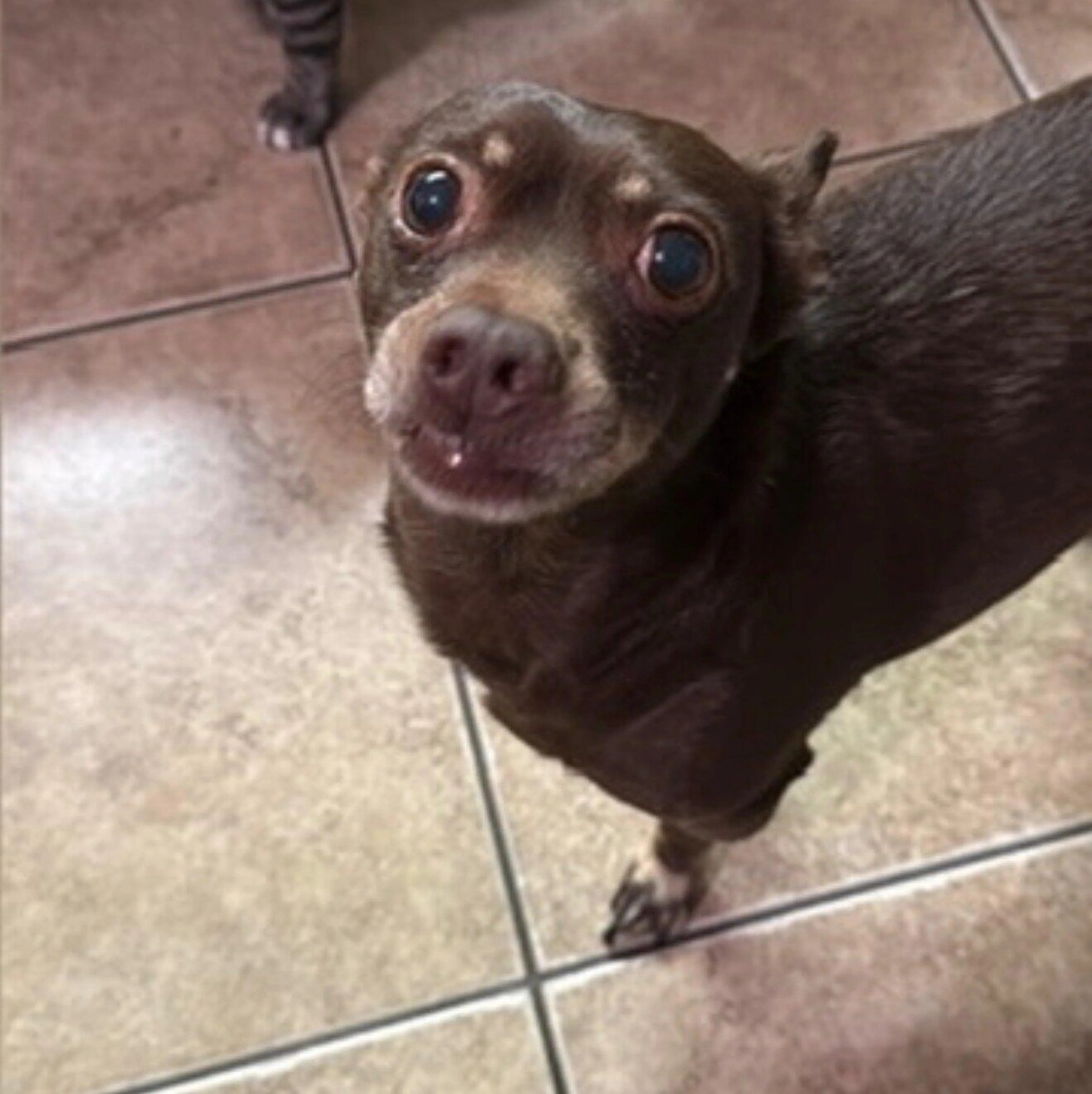 Lost pet