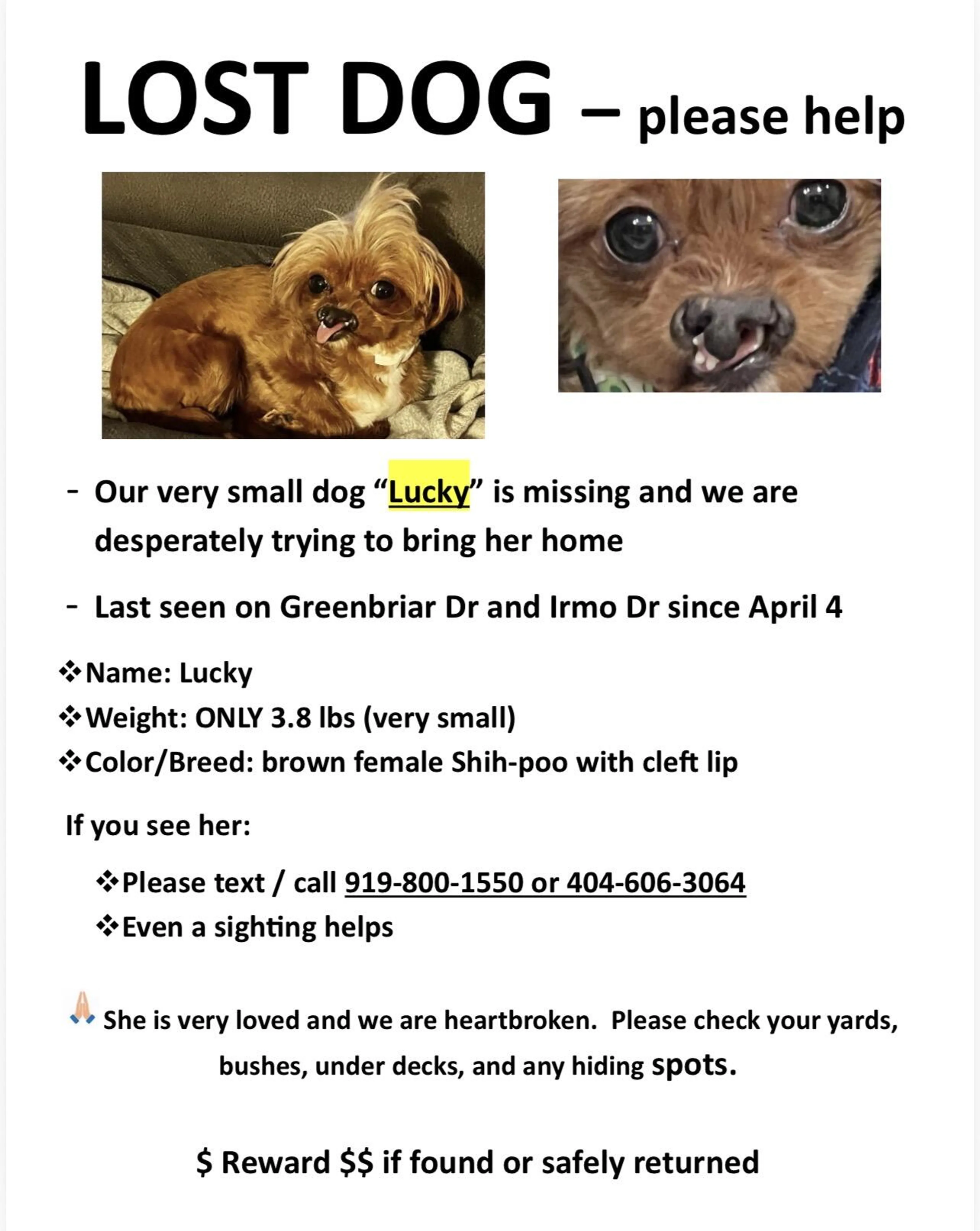 Lost pet