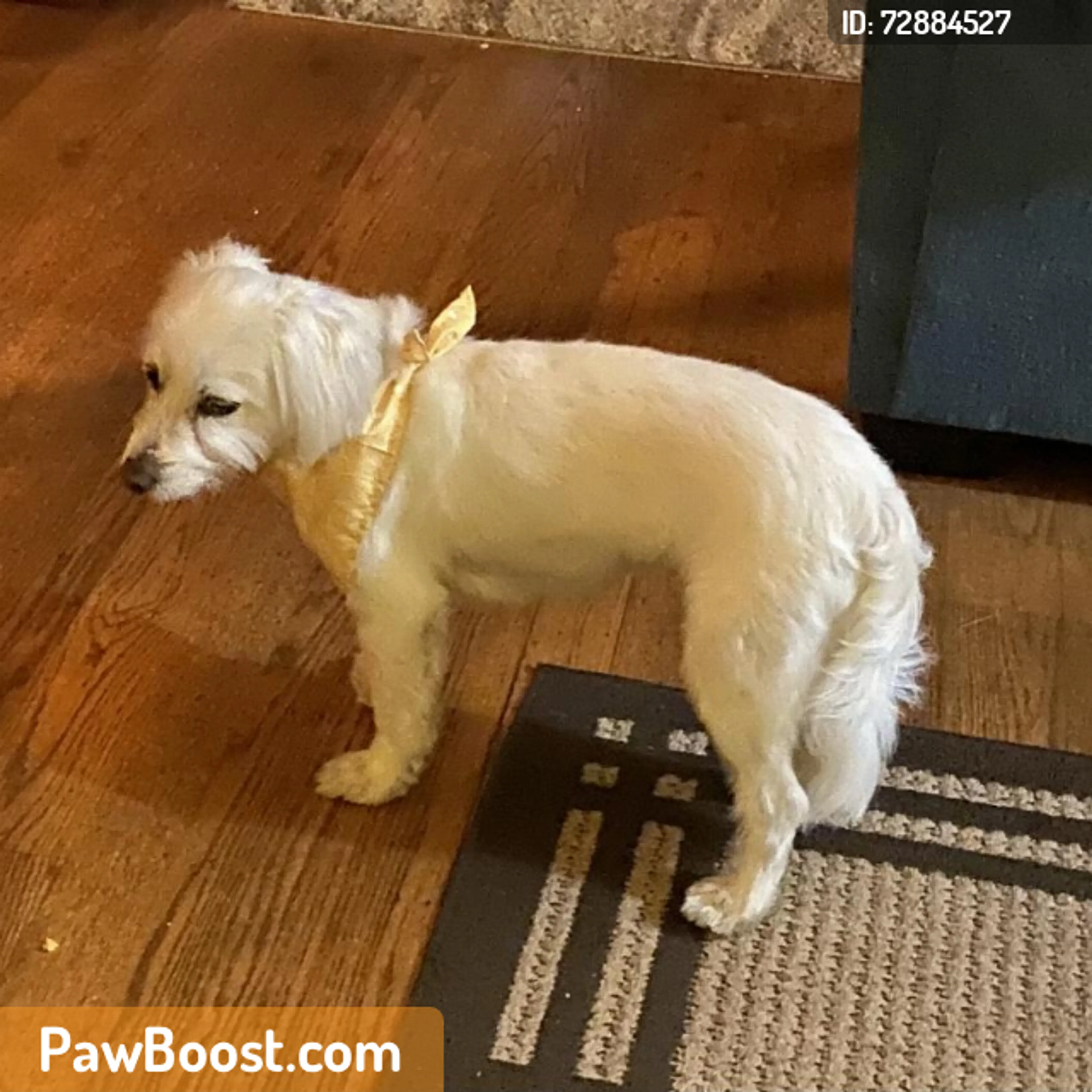 Found pet