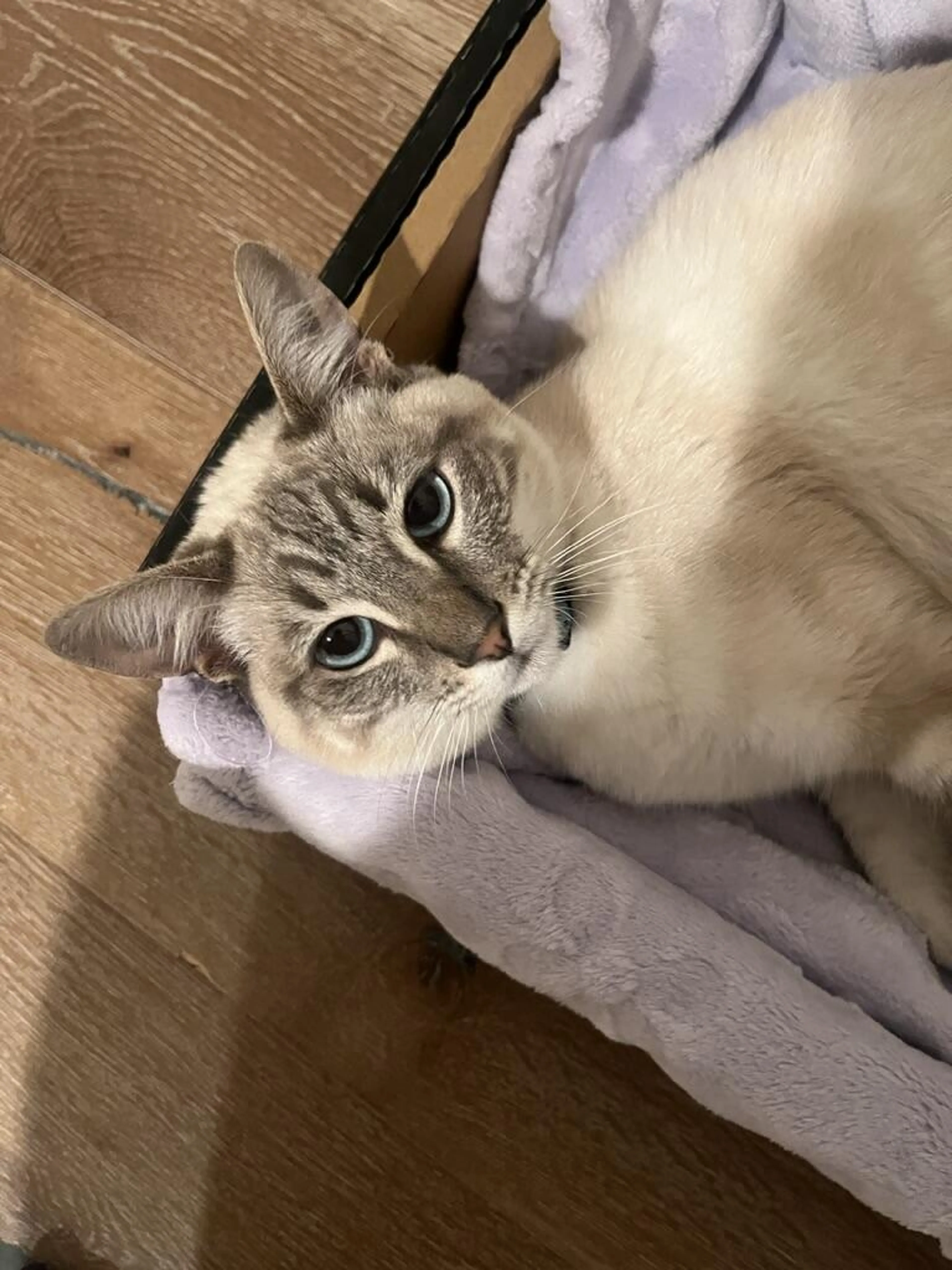 Lost pet