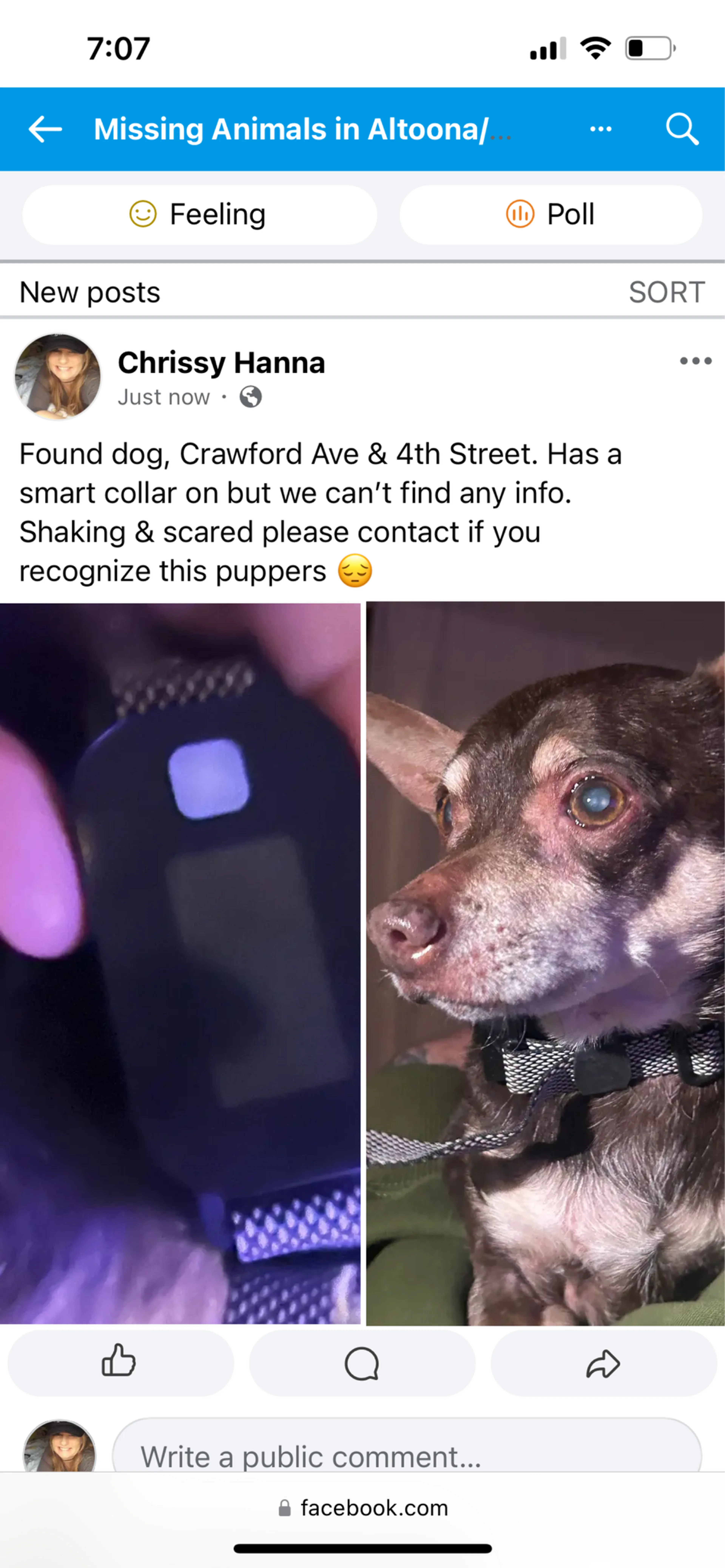 Found pet