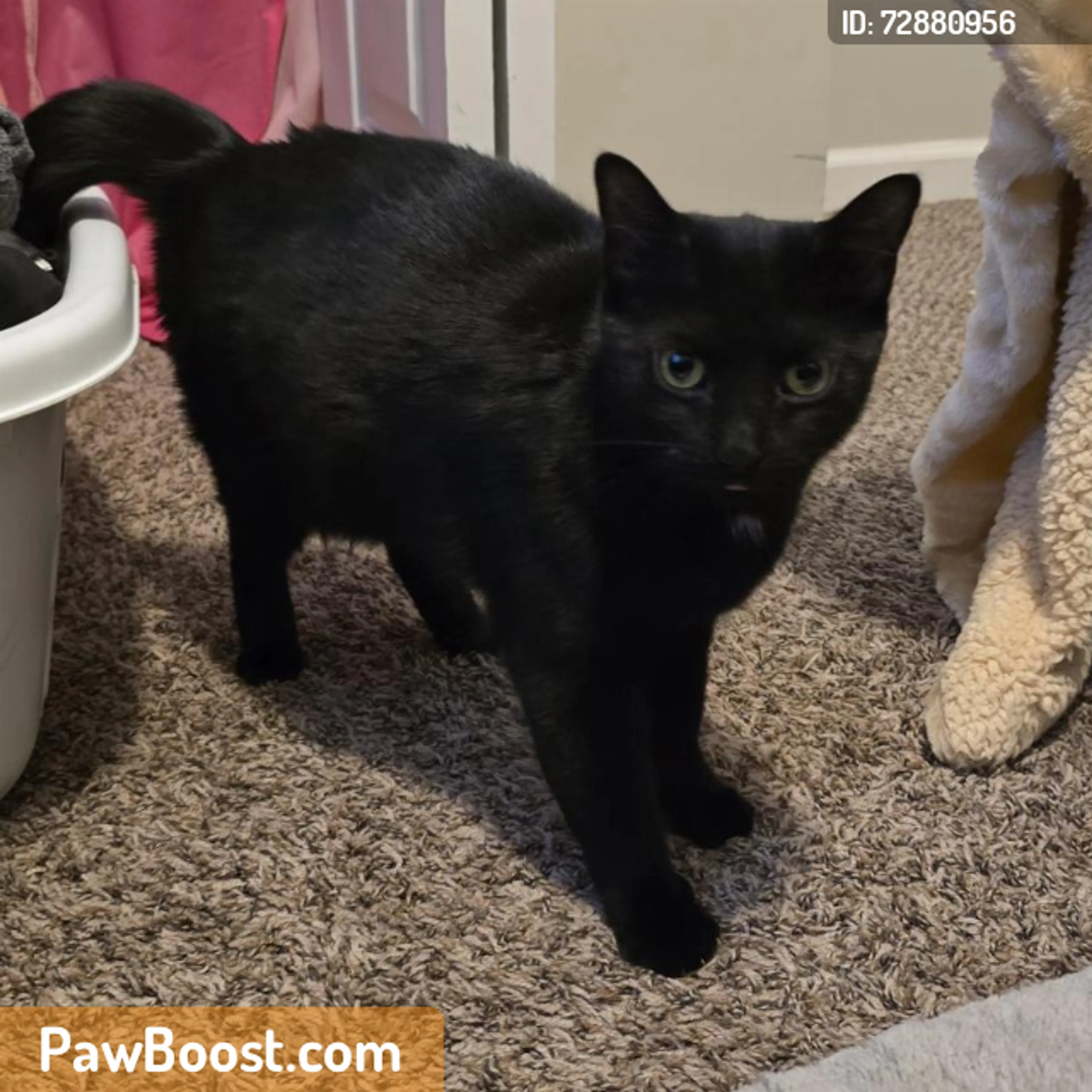 Found pet
