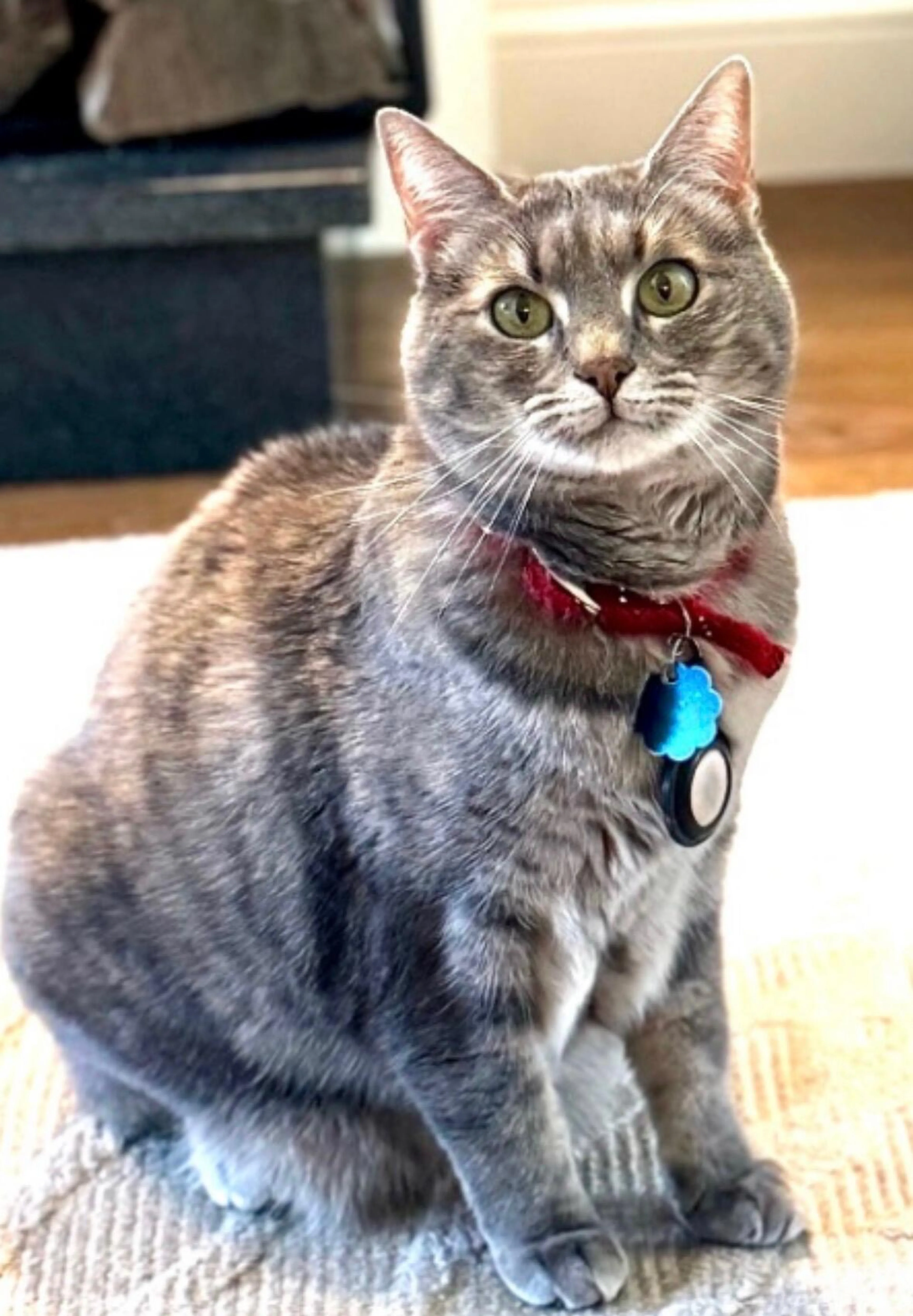 Lost pet