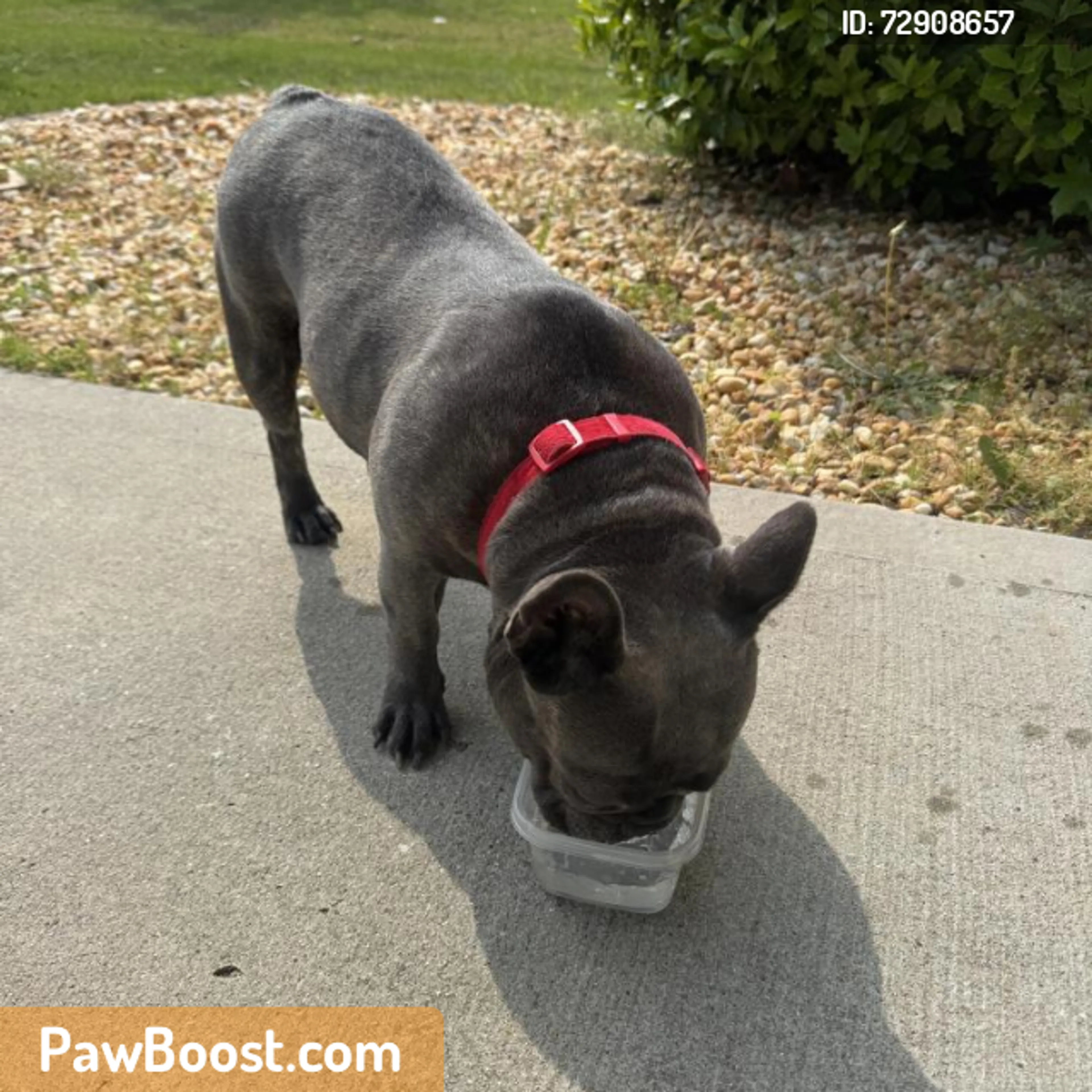 Found pet