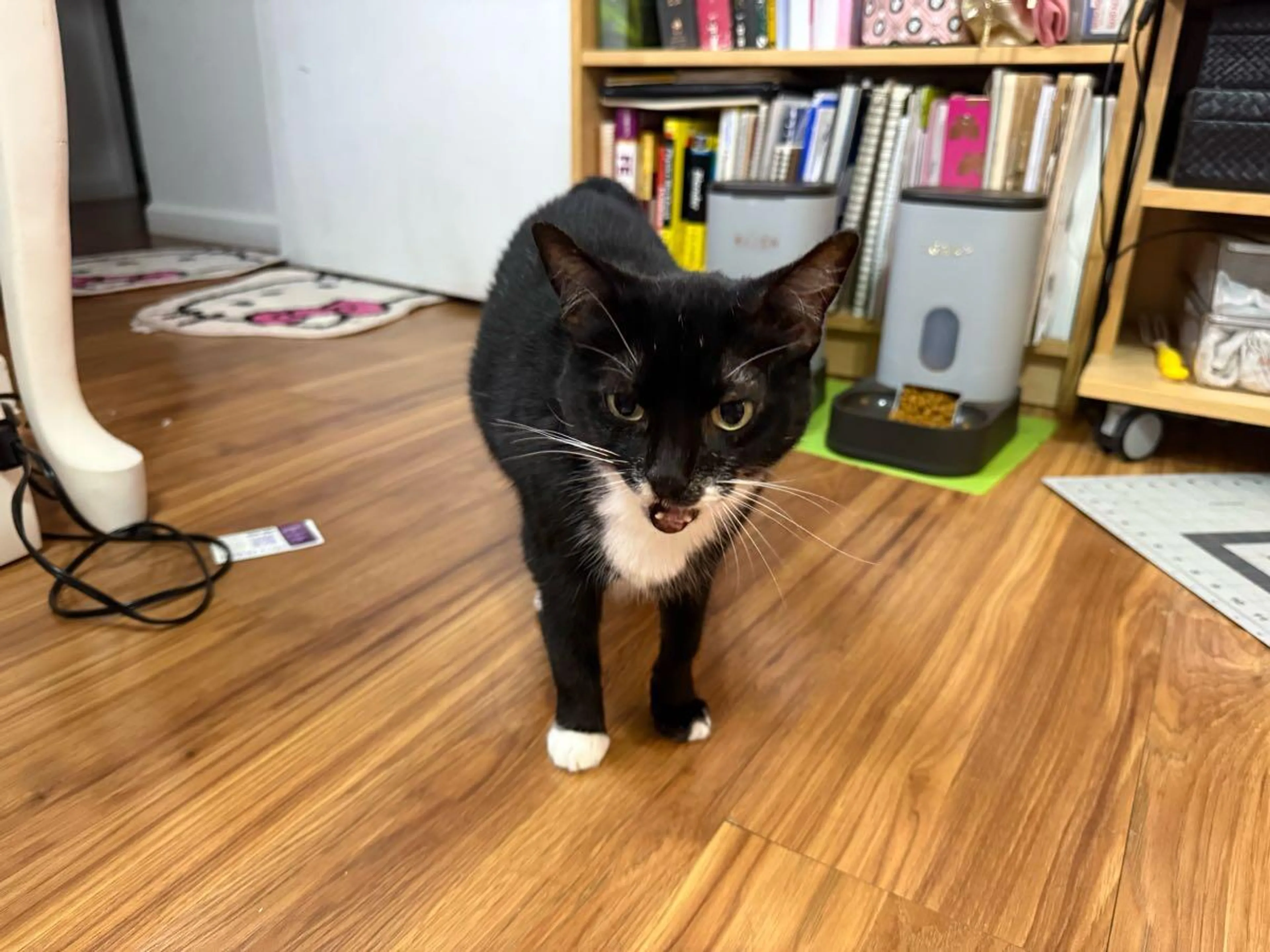 Lost pet