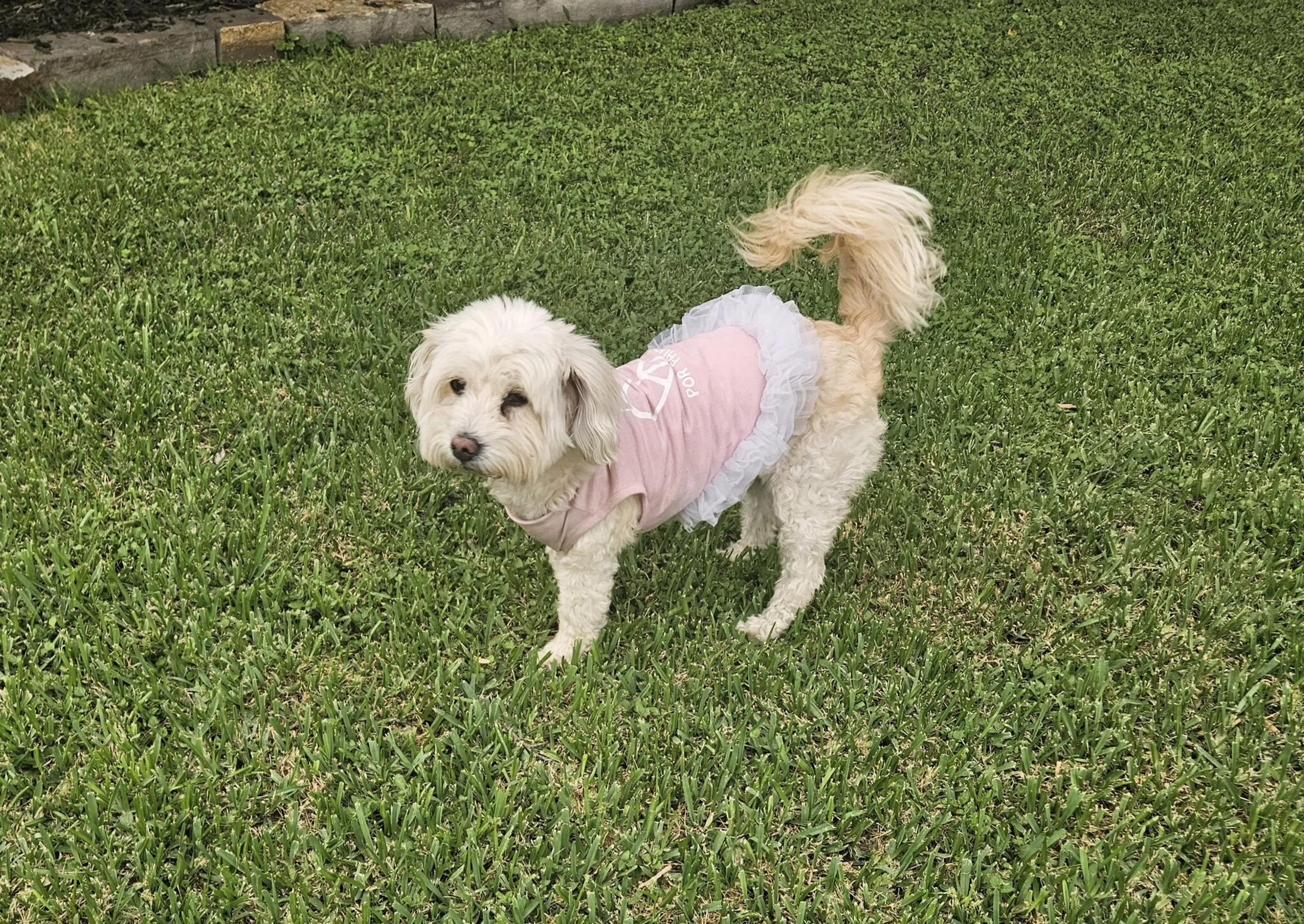 Found pet