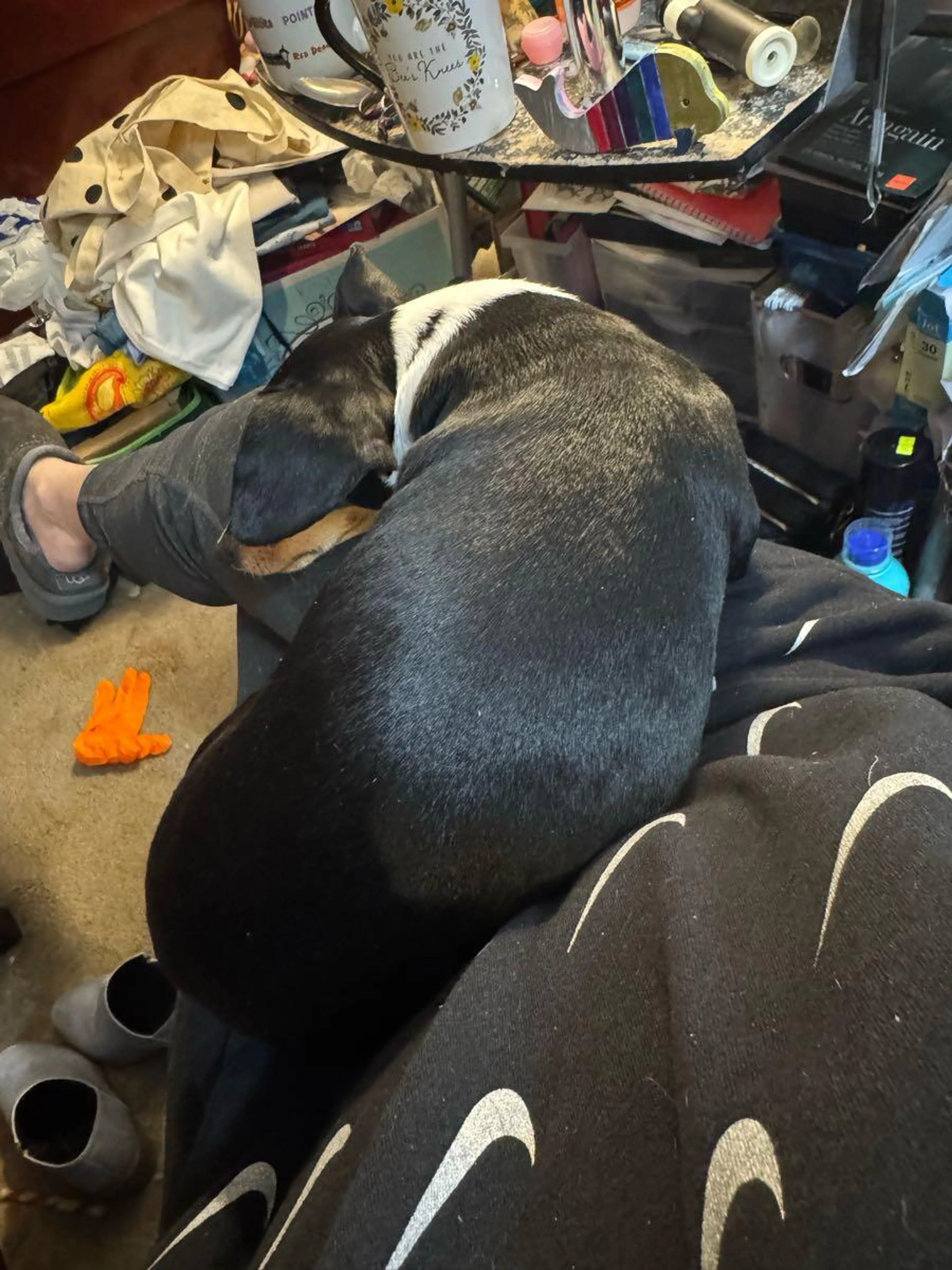Lost pet