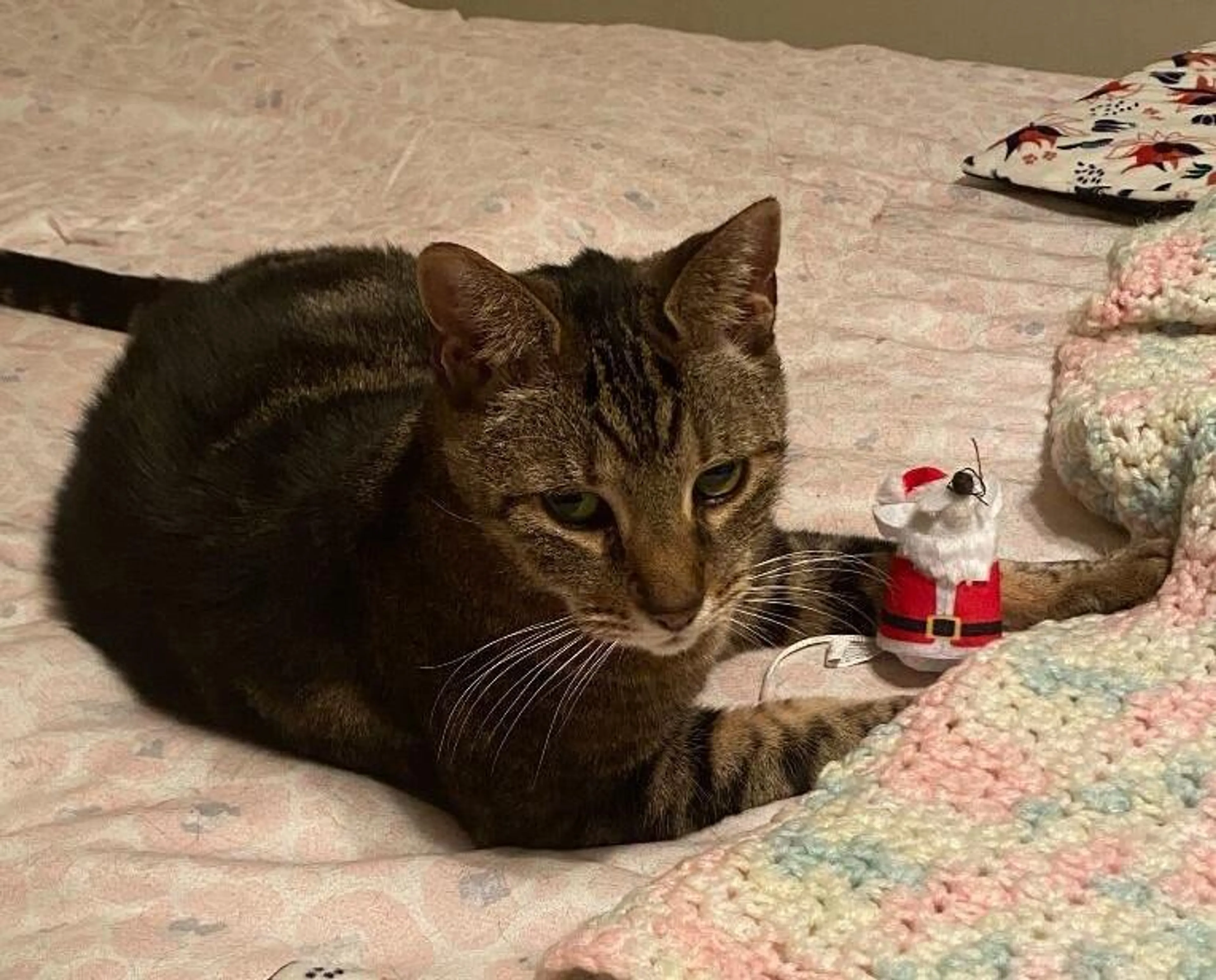 Lost pet