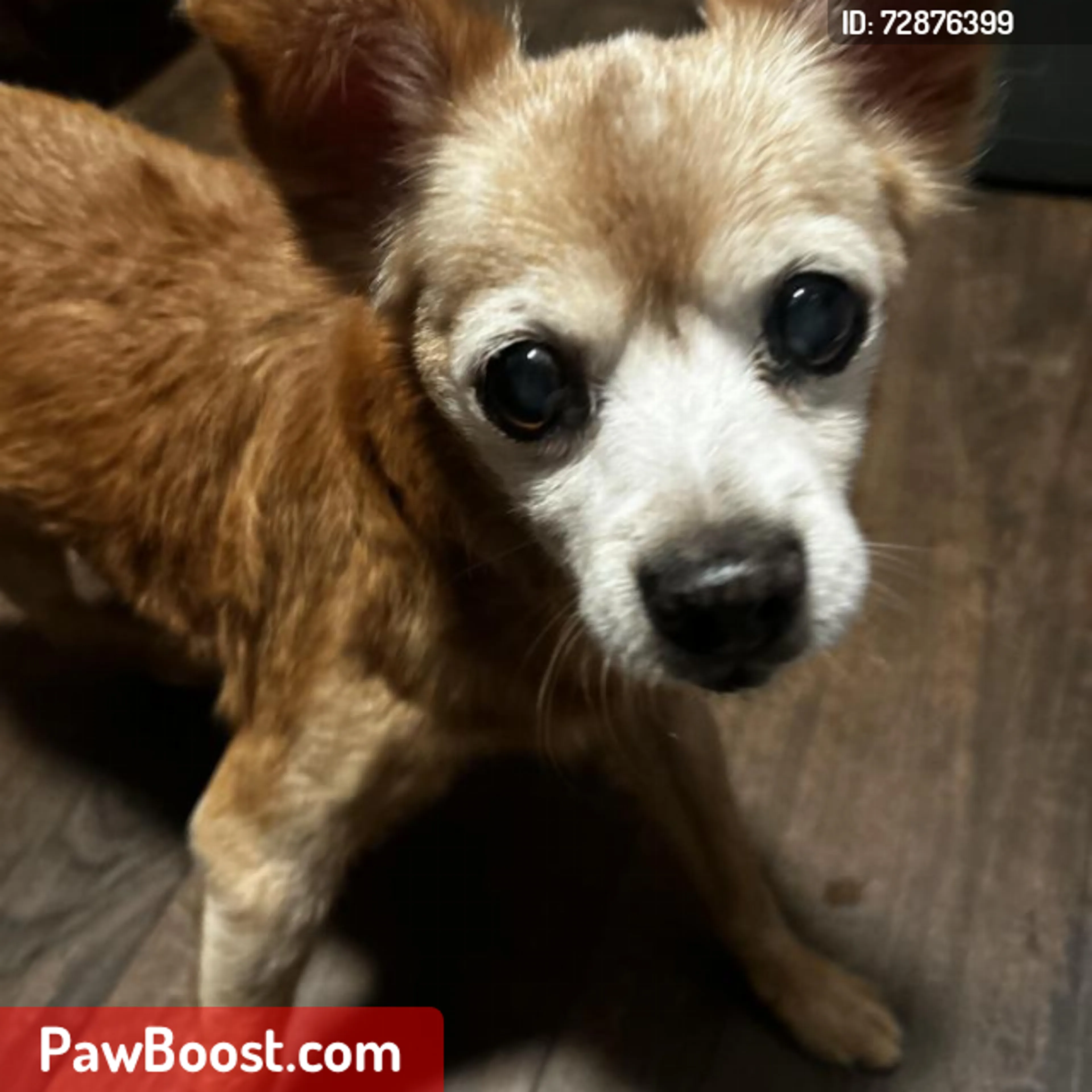 Lost pet
