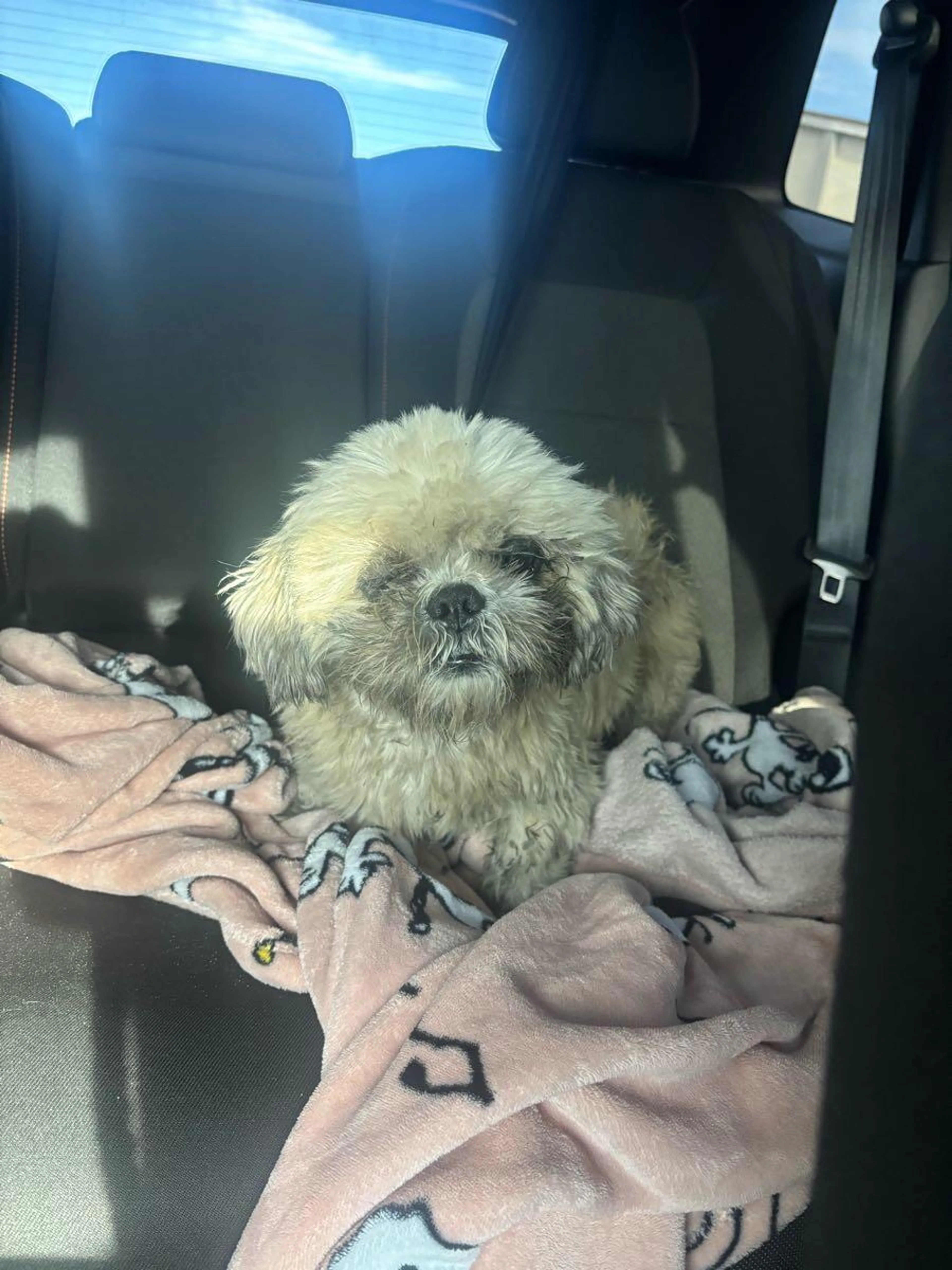 Lost pet