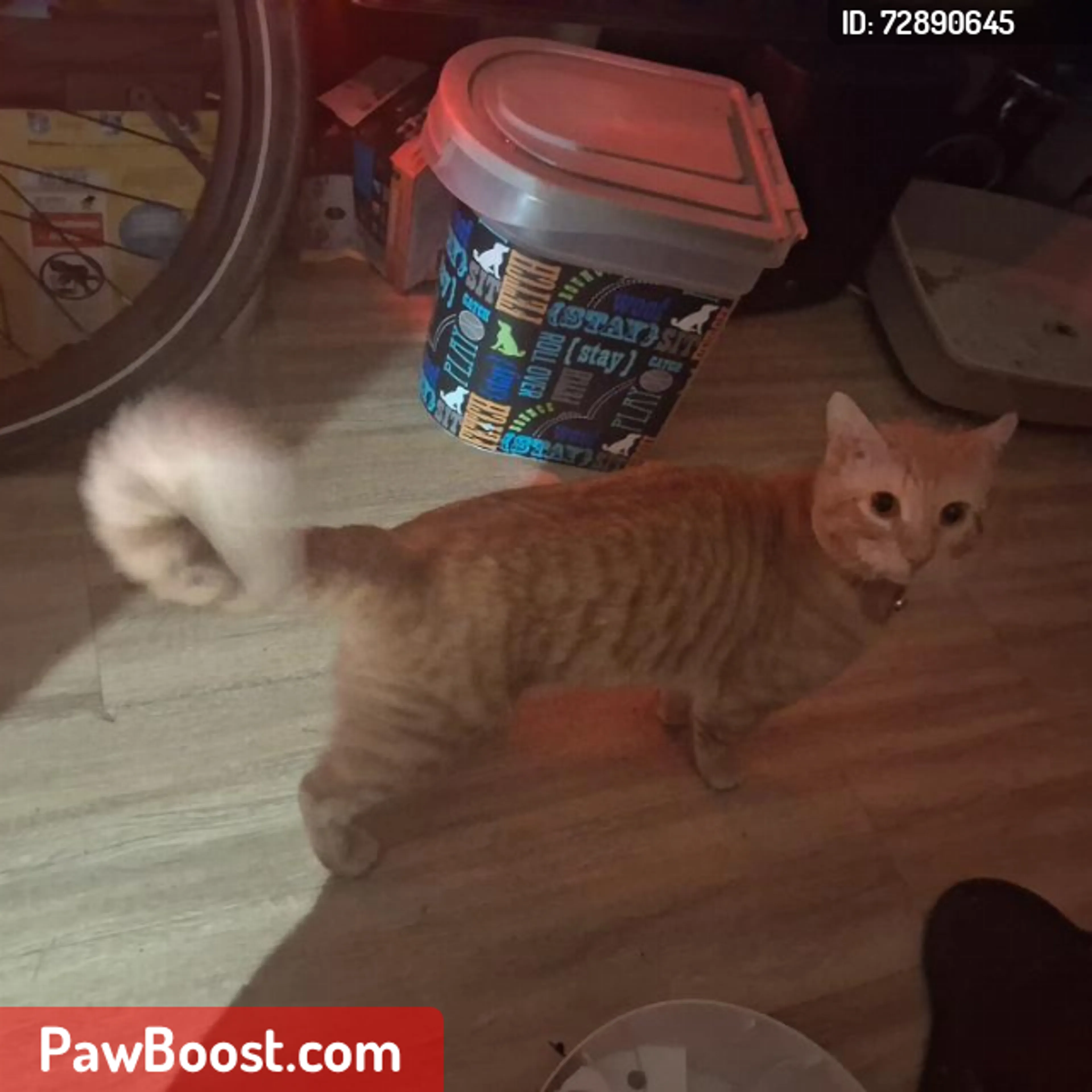 Lost pet