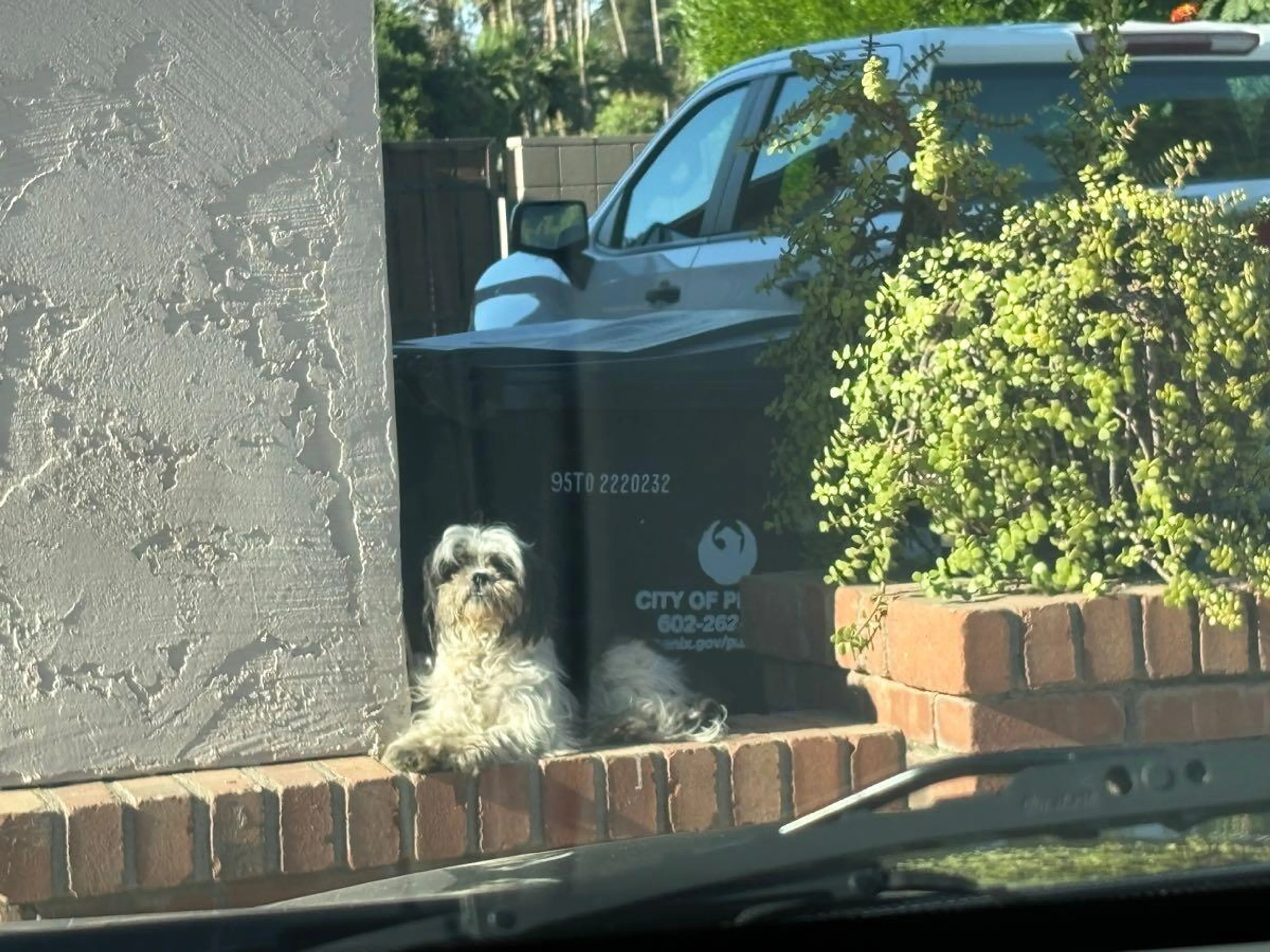 Found pet