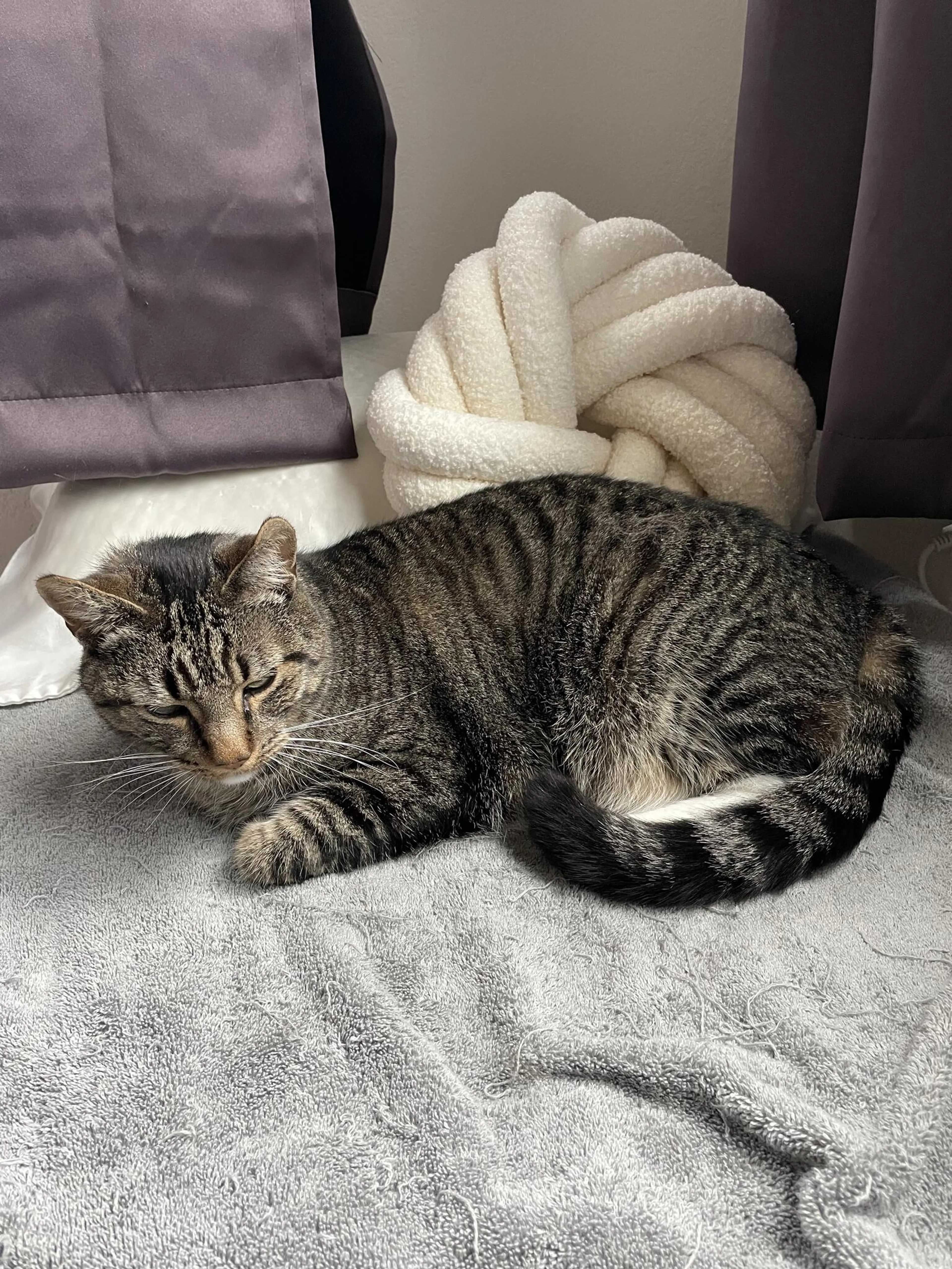 Lost pet