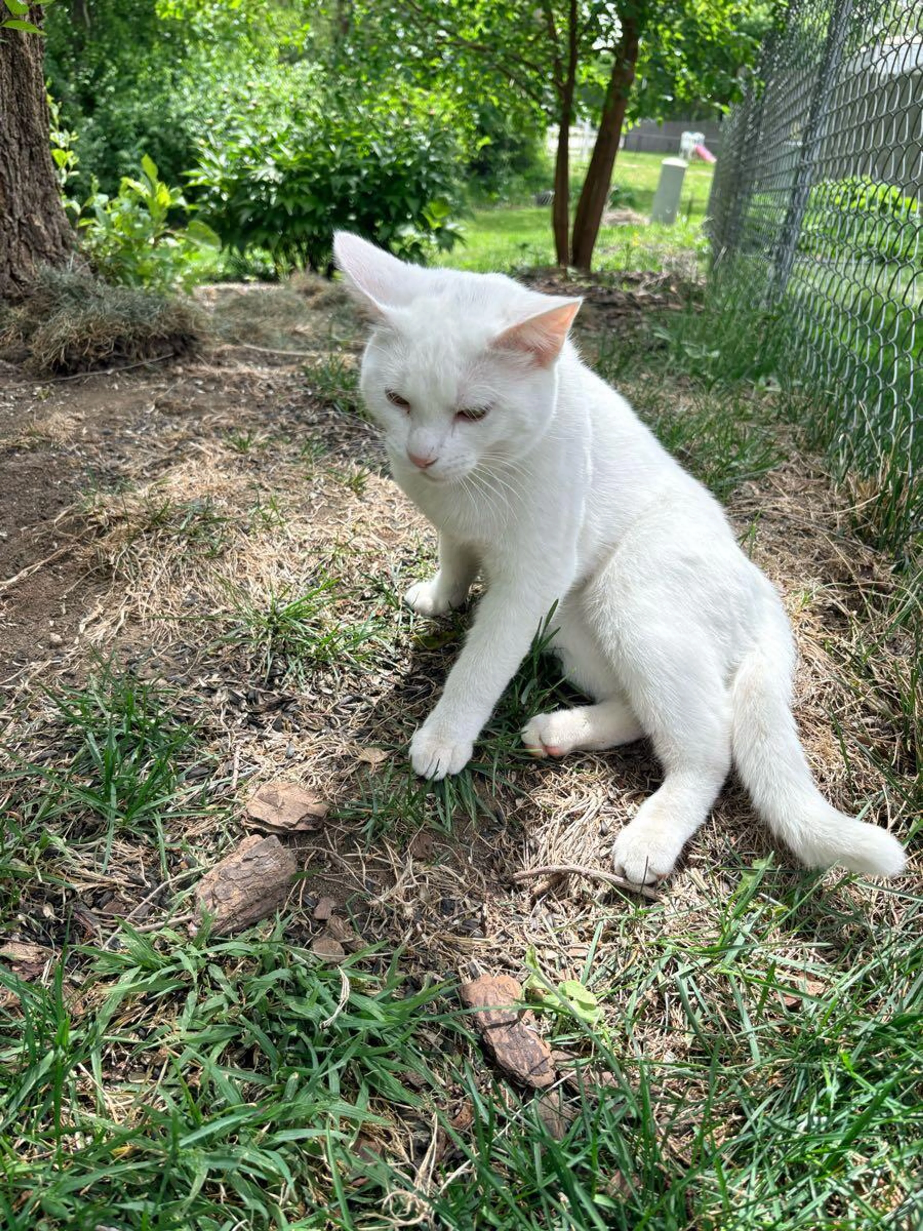 Found pet