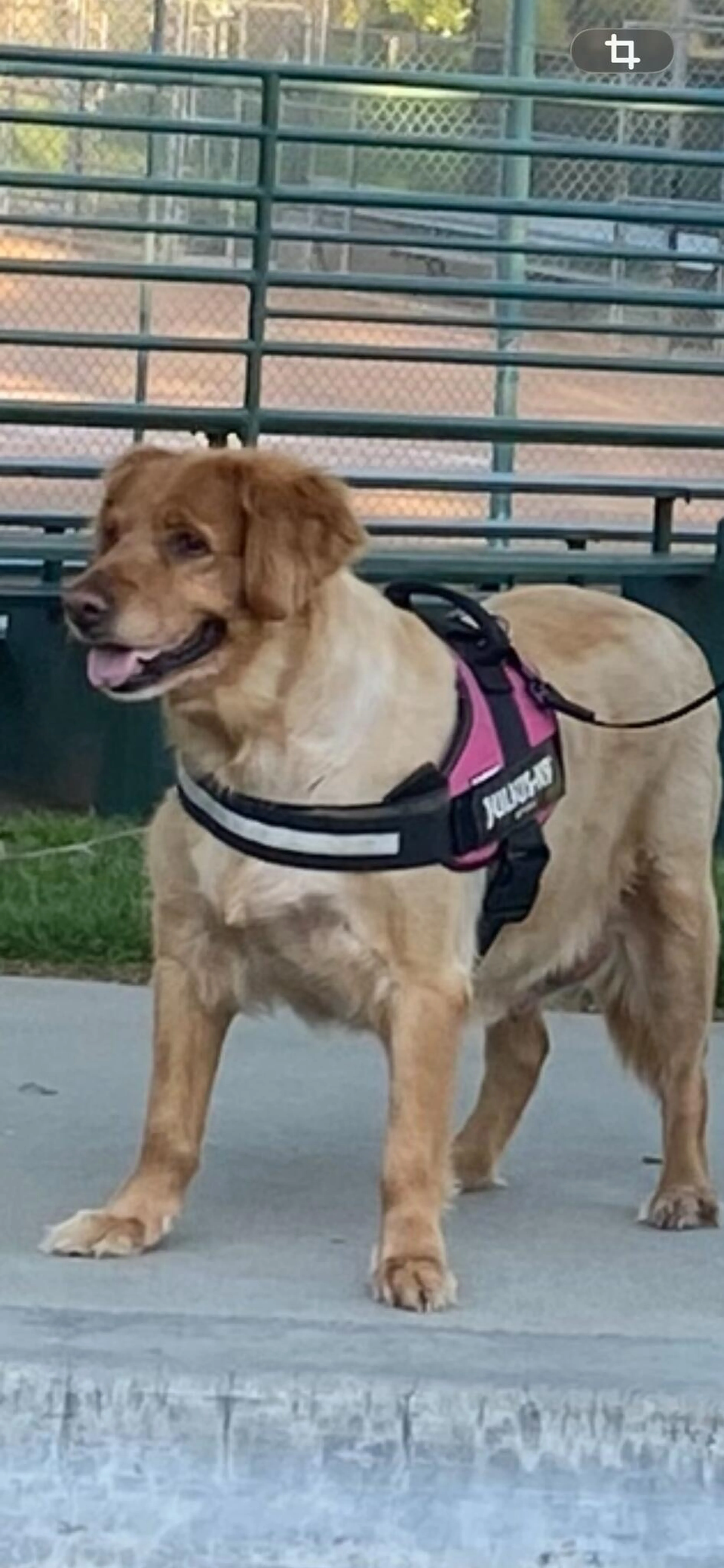 Lost pet