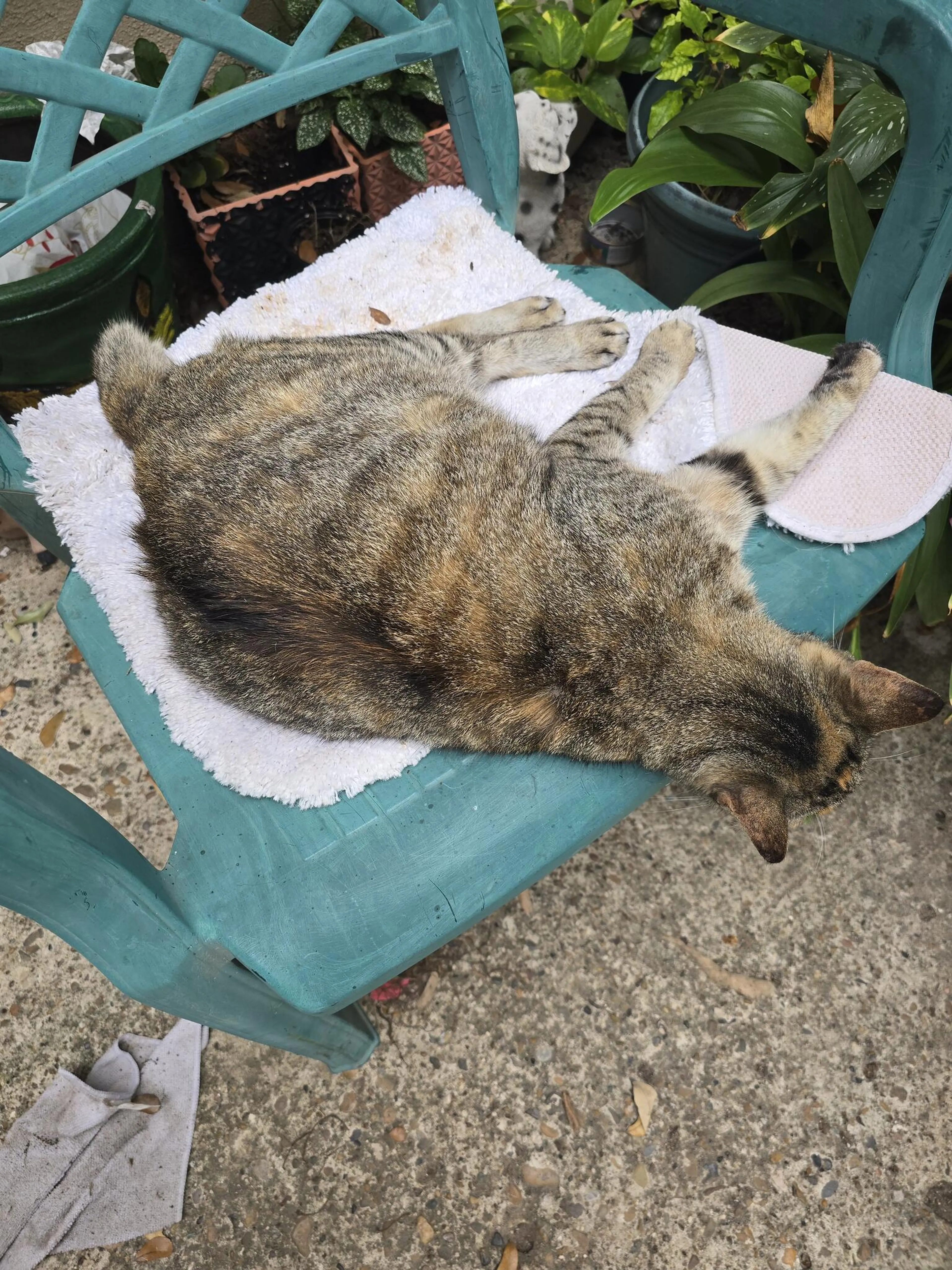 Lost pet