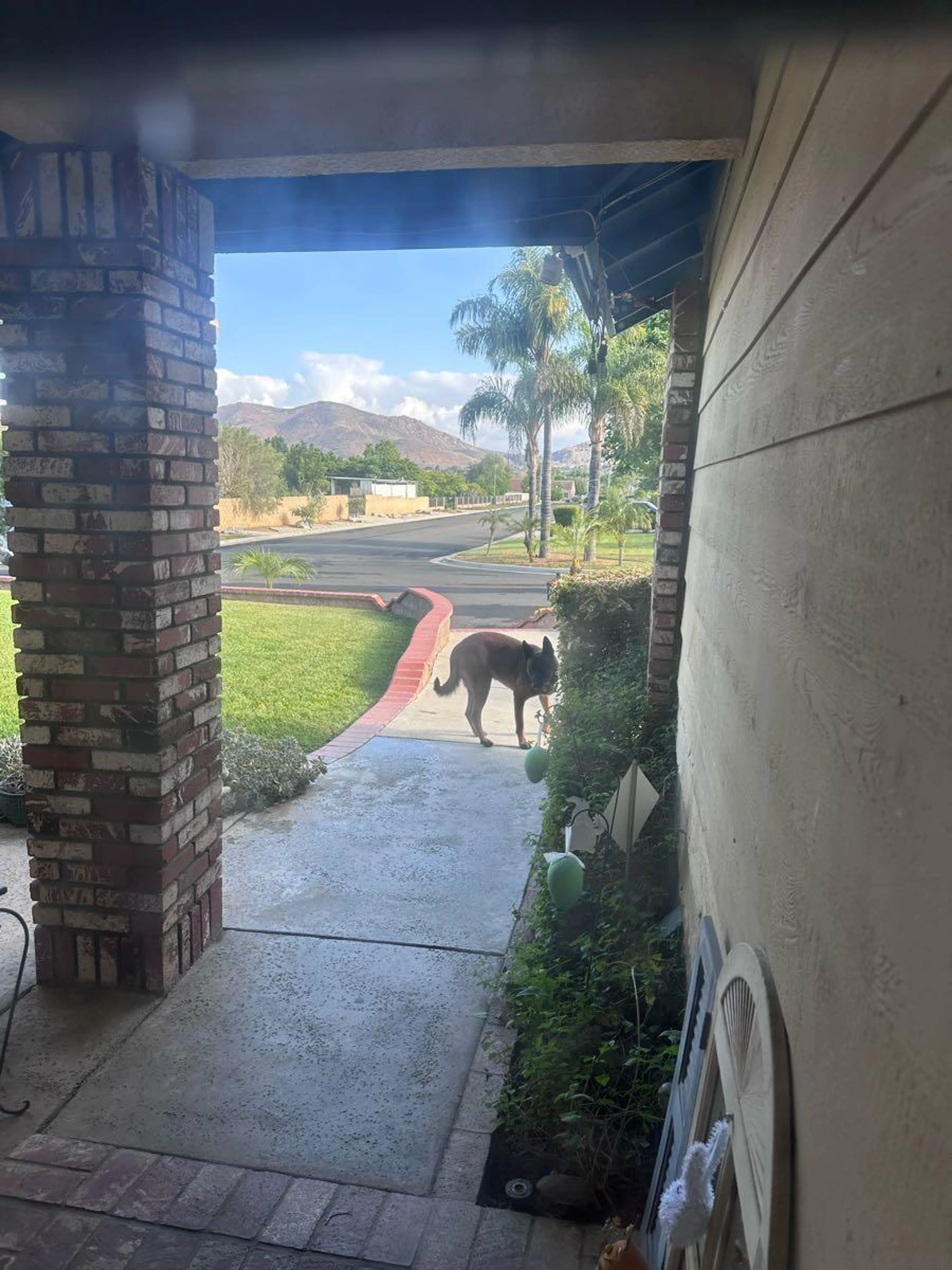 Found pet
