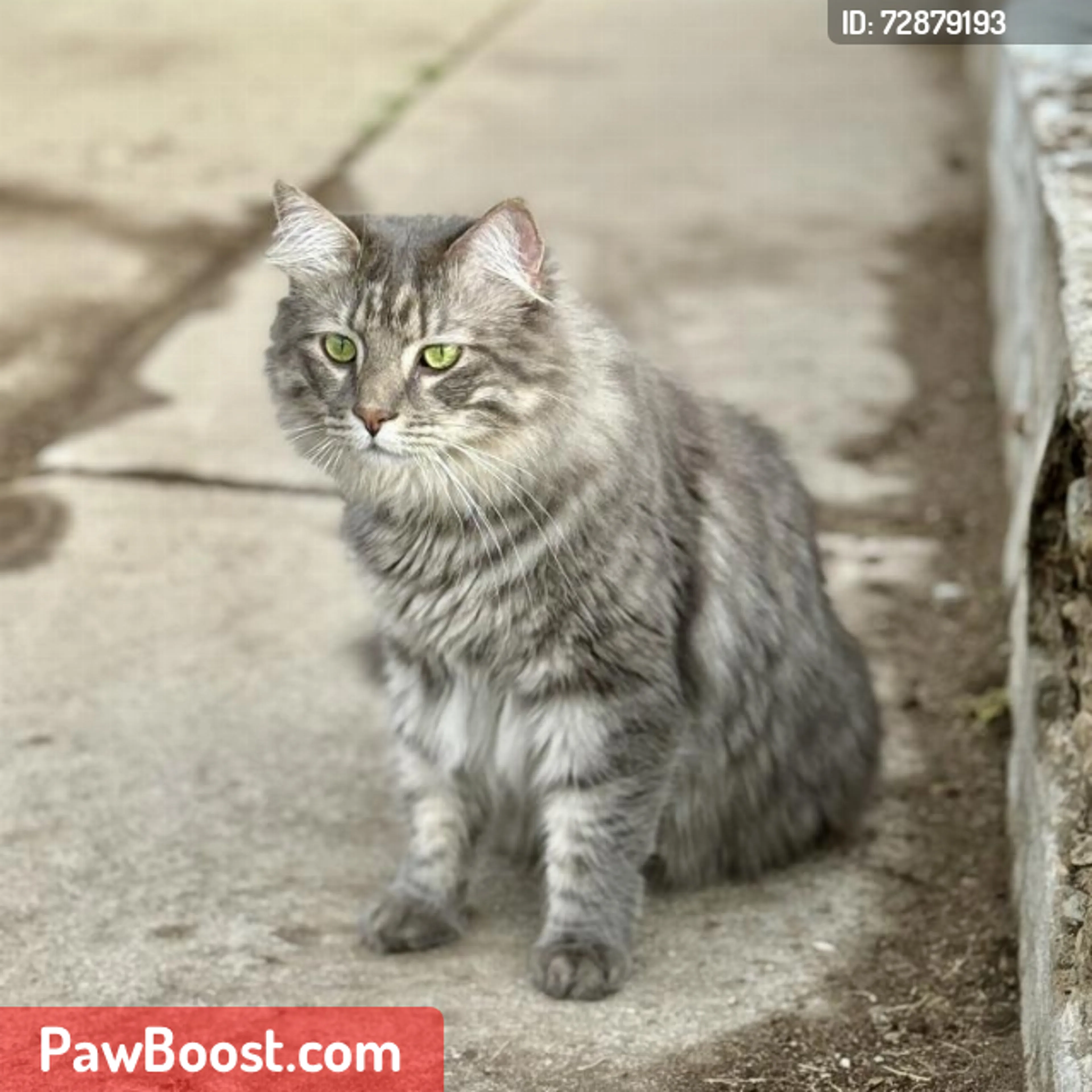 Lost pet