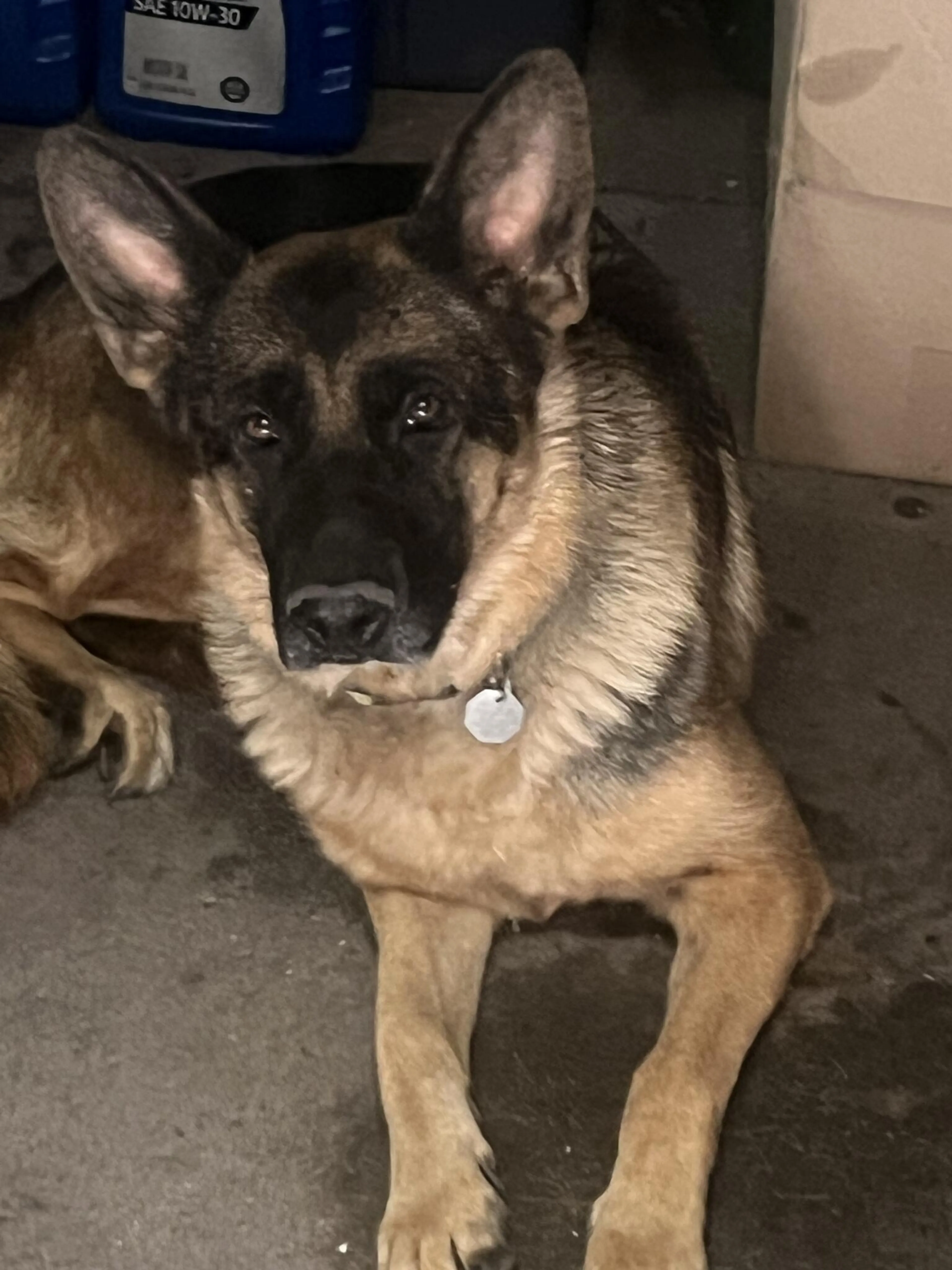 Found pet