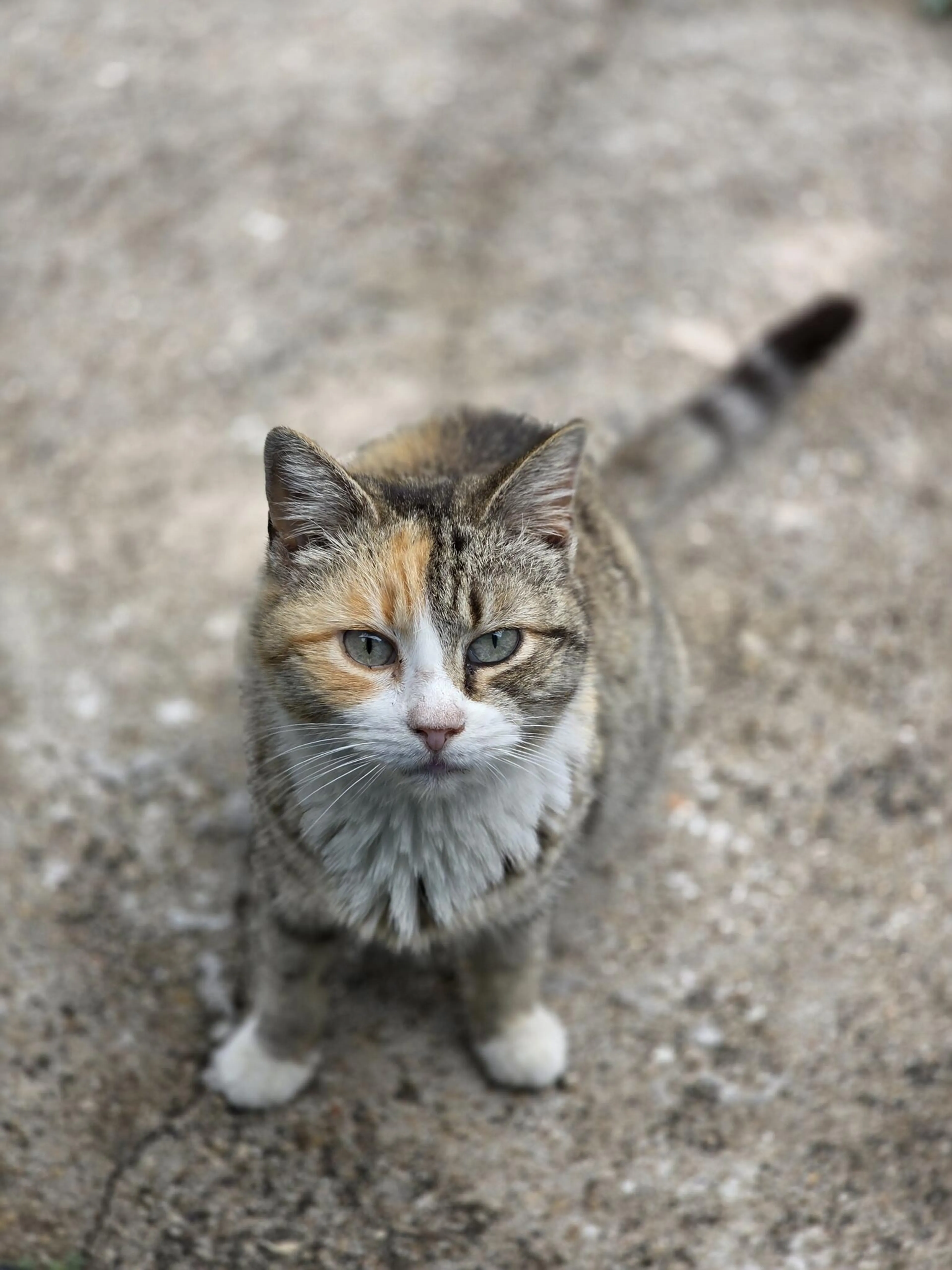 Lost pet