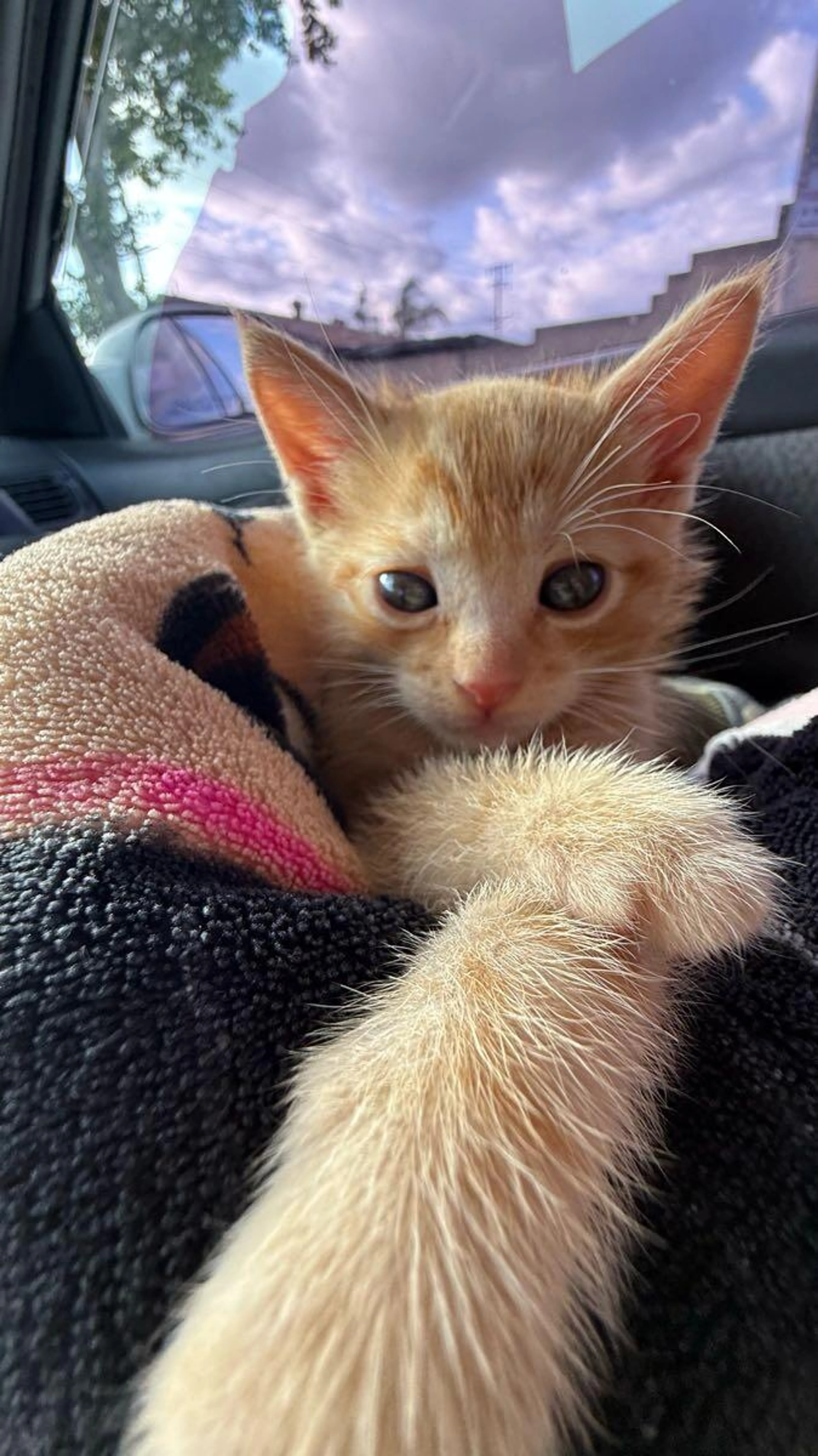 Found pet