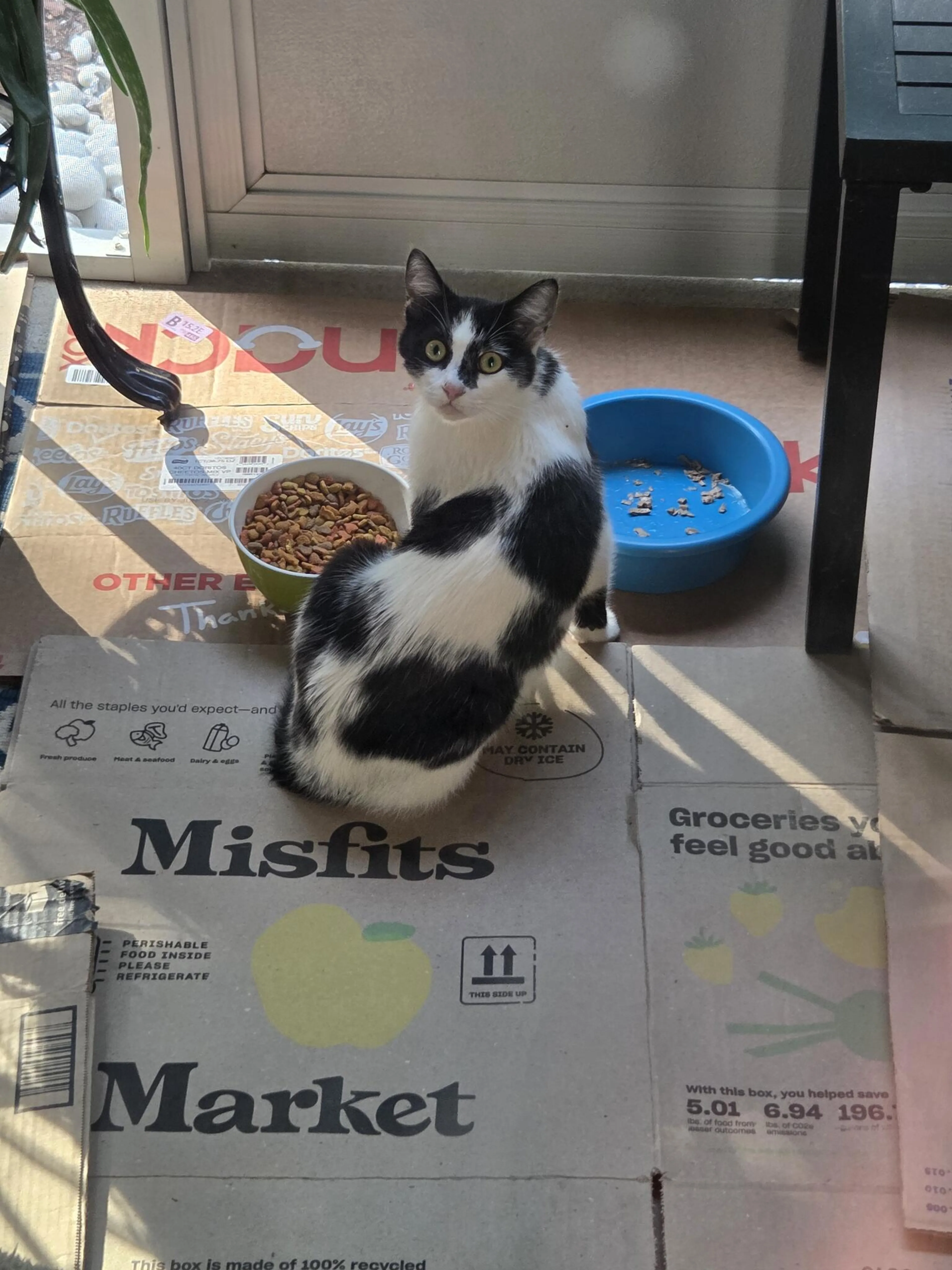 Found pet