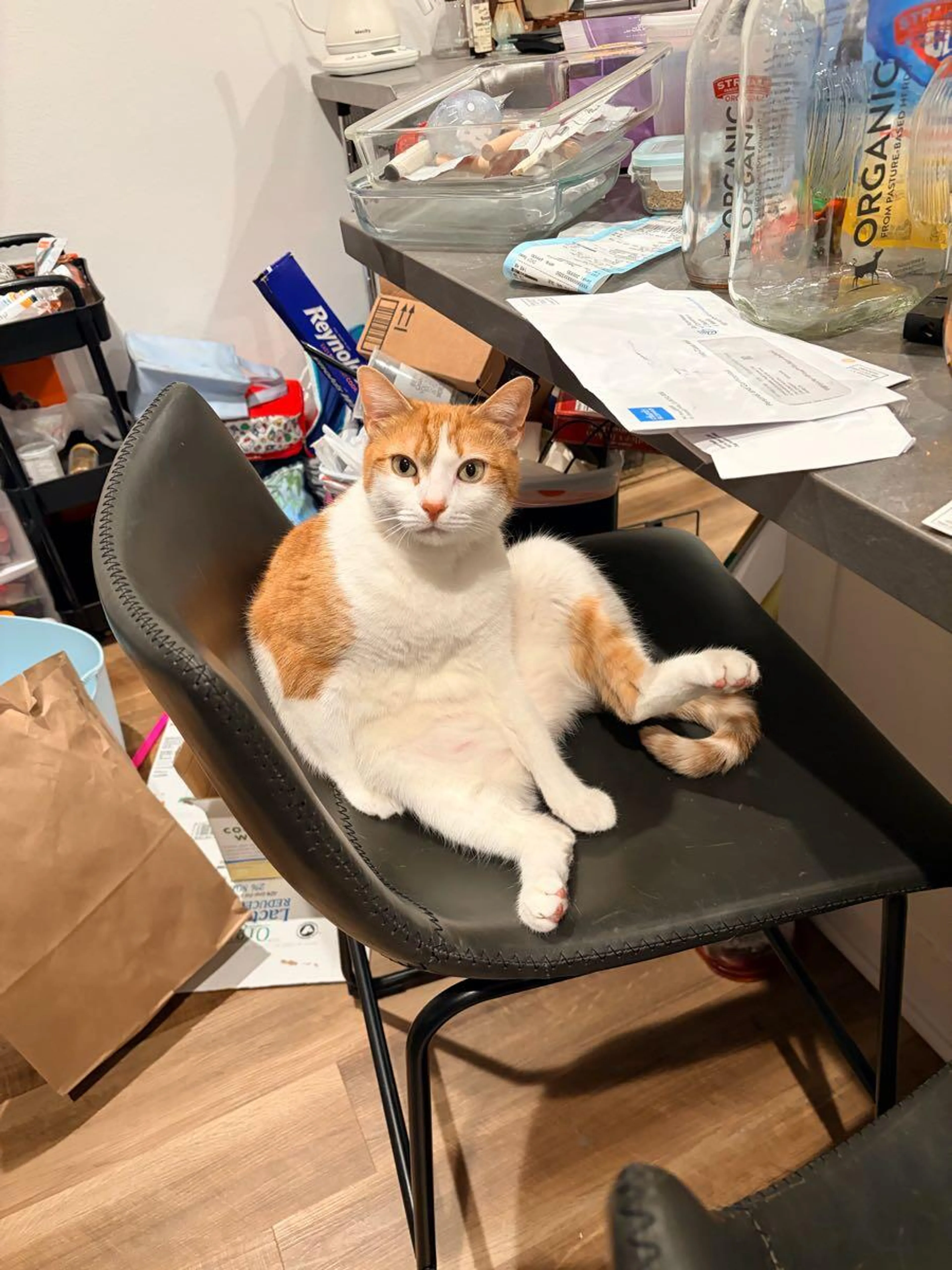 Lost pet