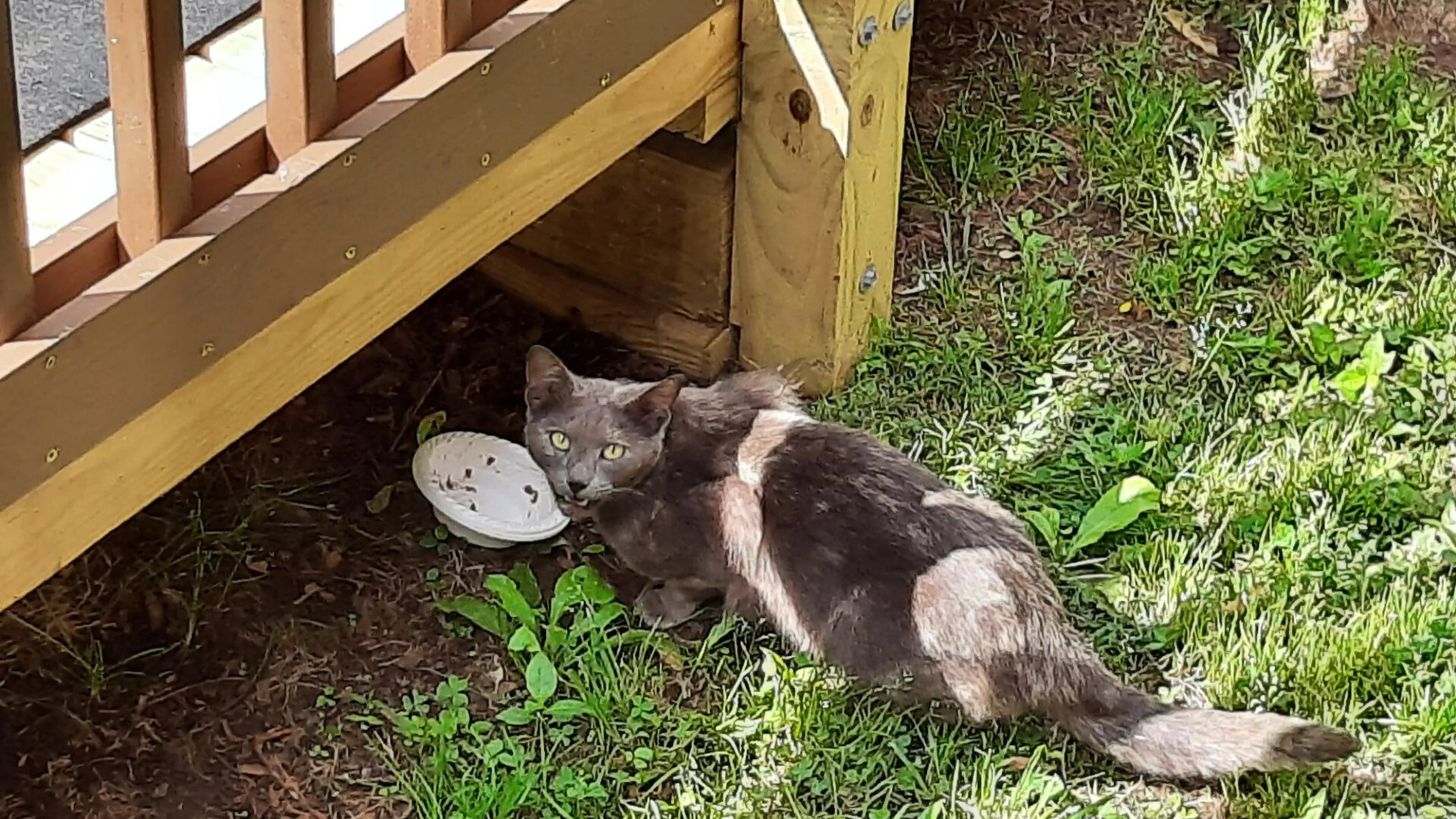 Found pet