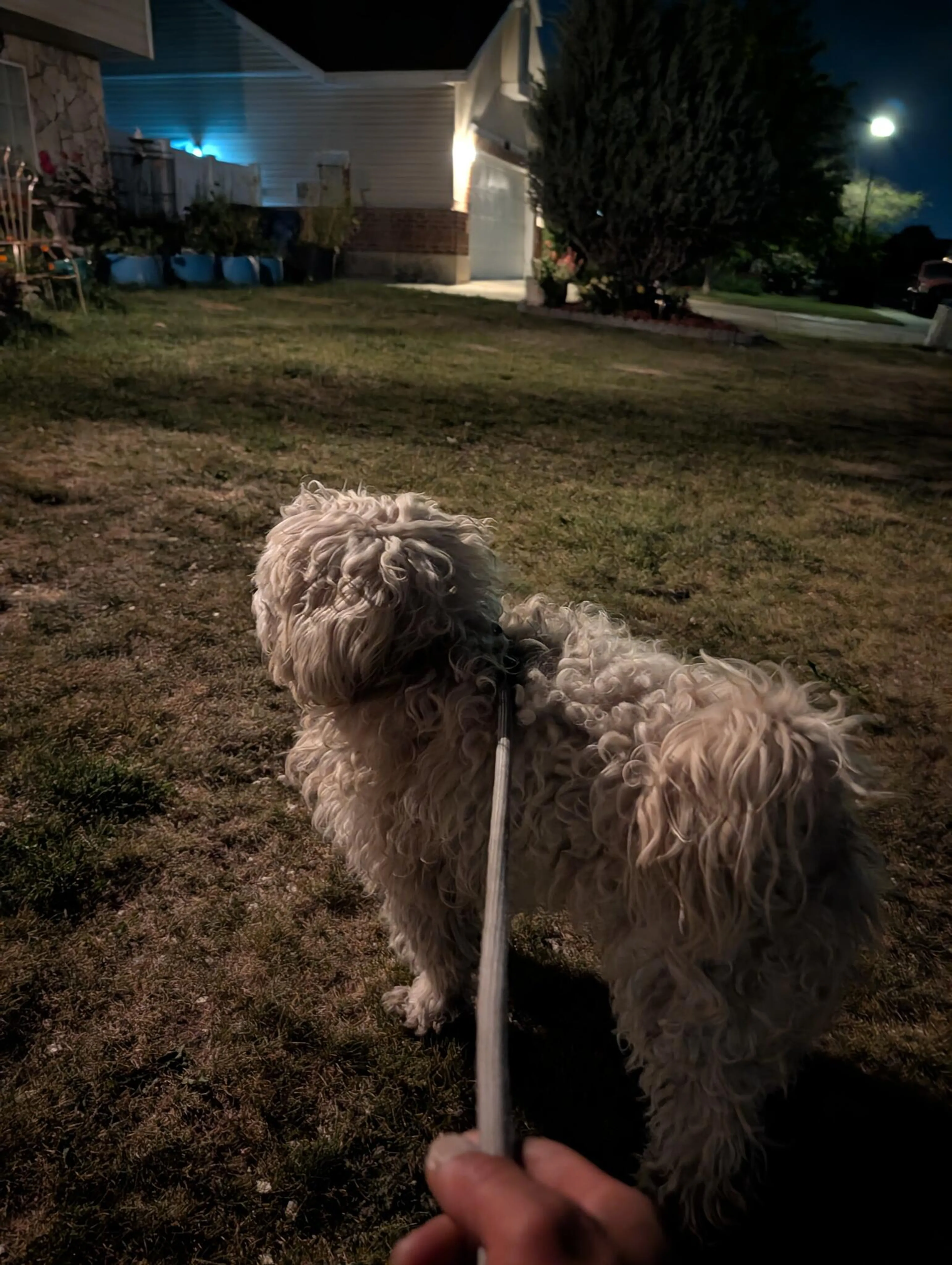Found pet