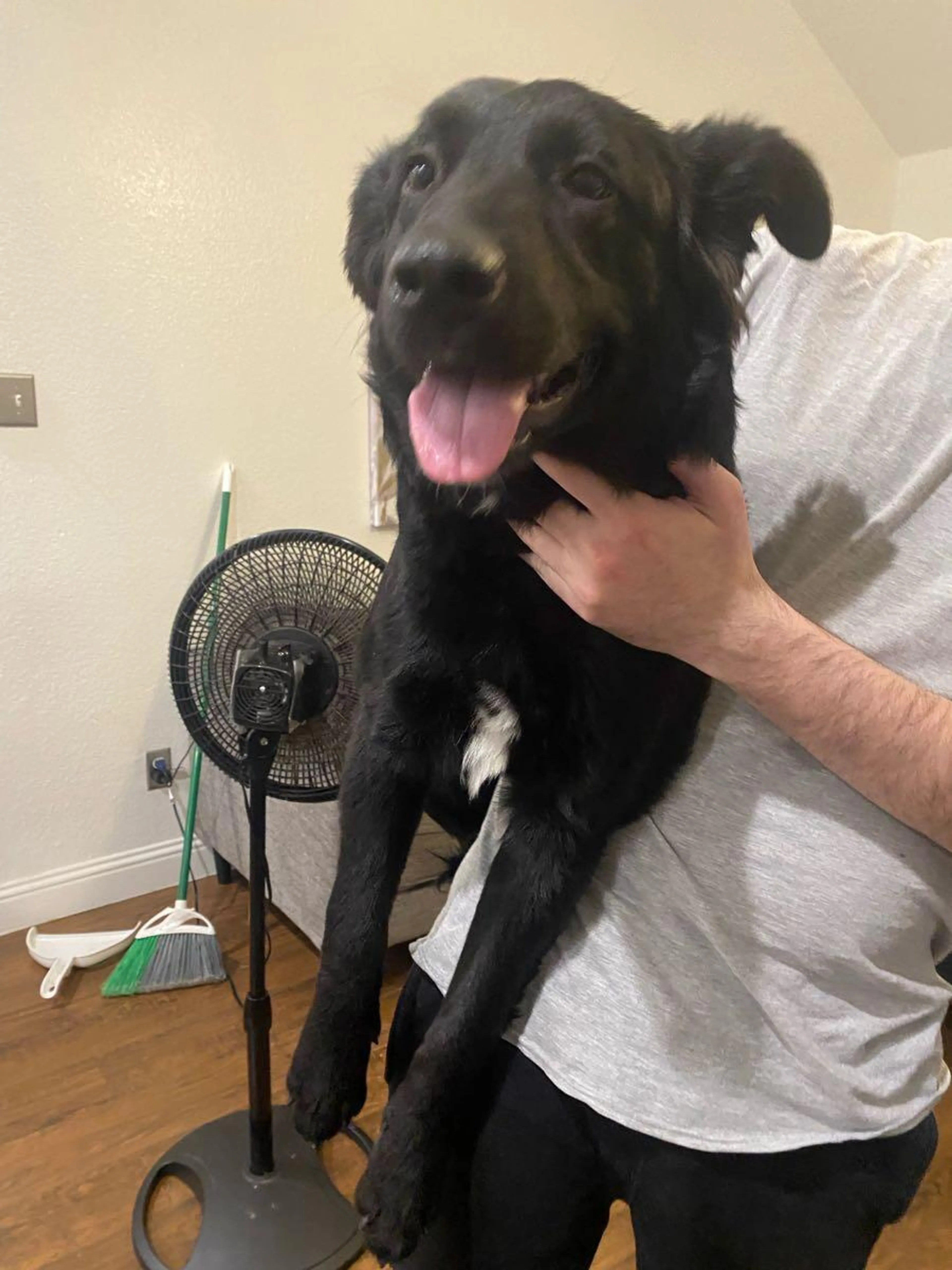 Found pet
