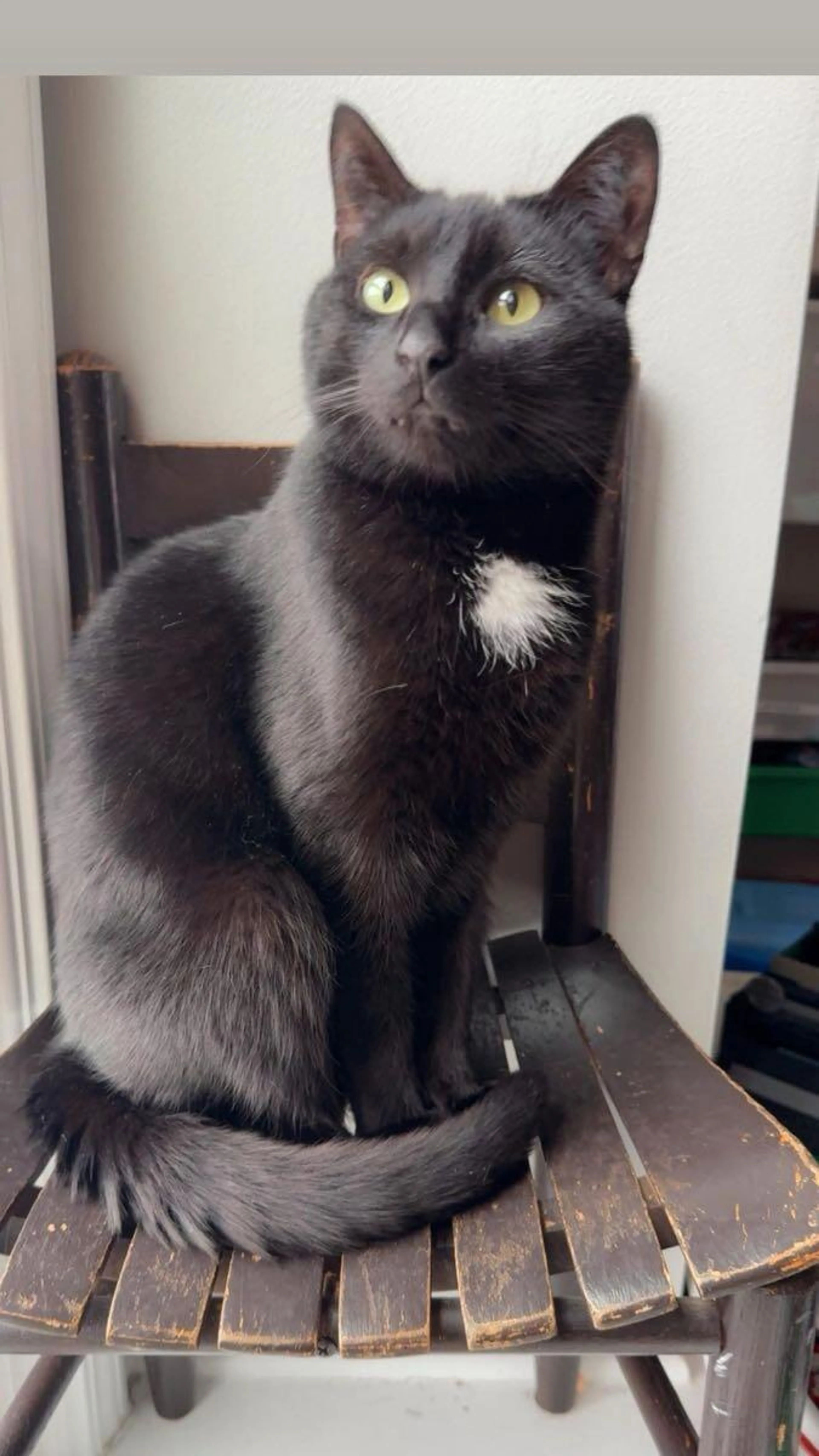Lost pet