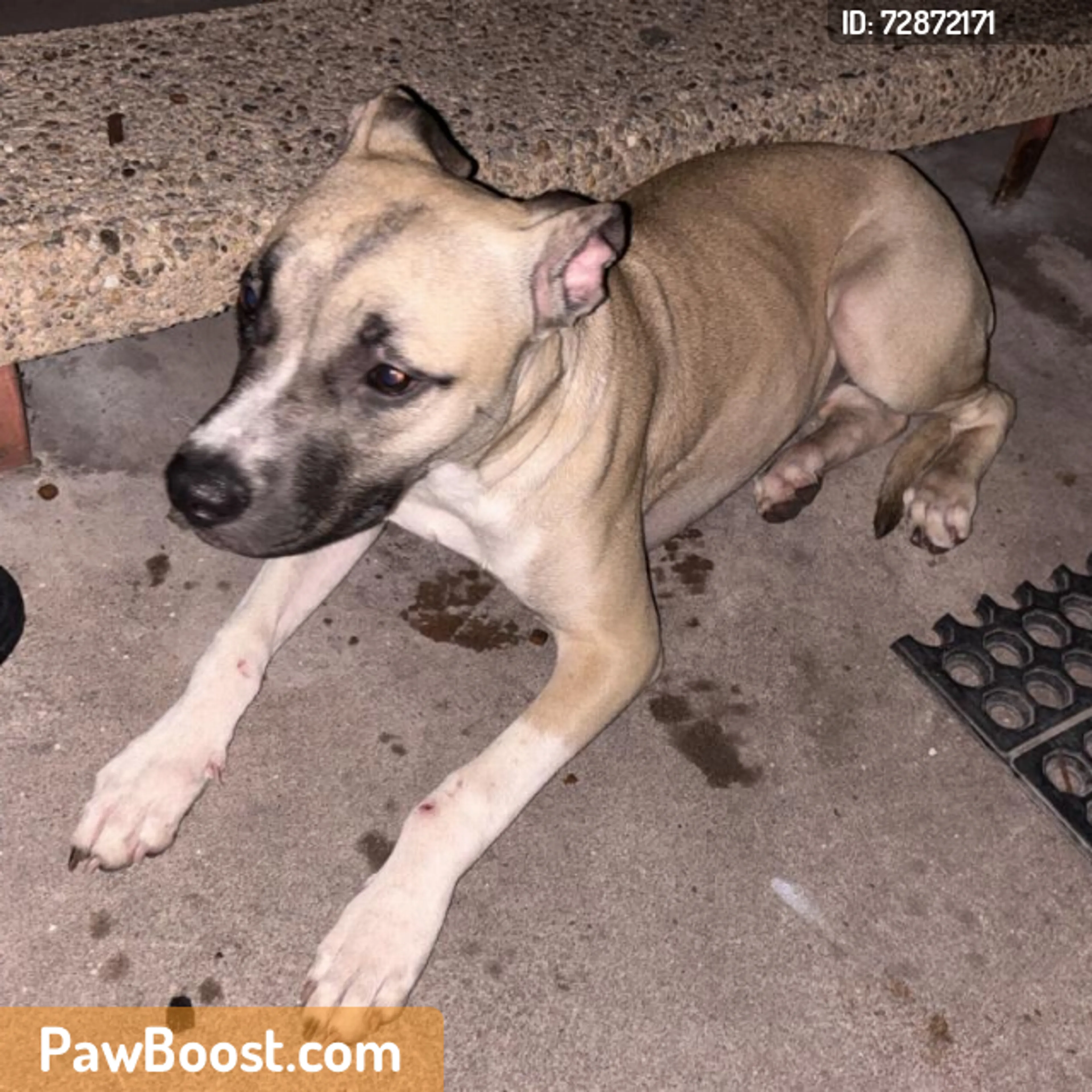 Found pet