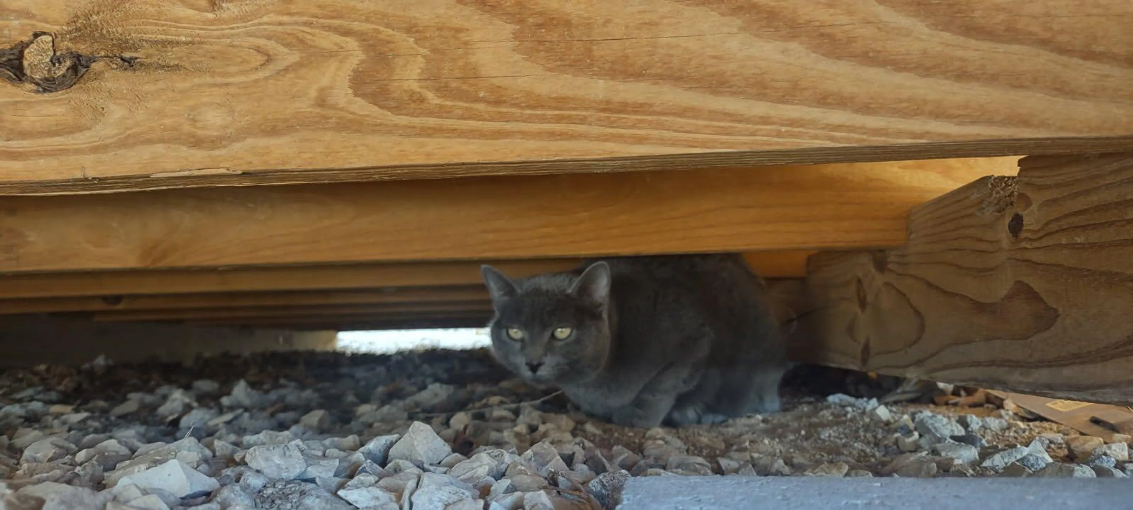 Found pet