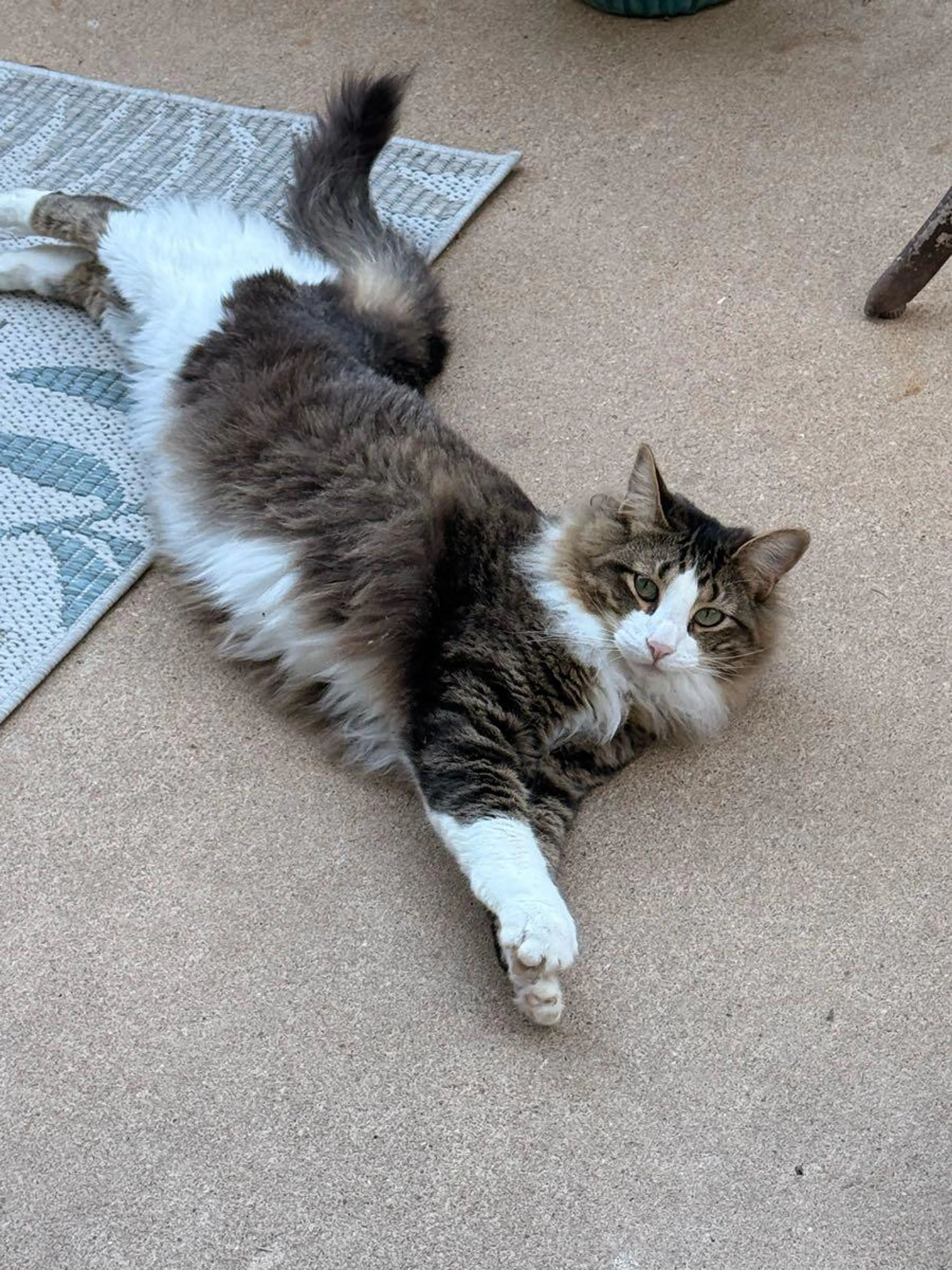 Lost pet