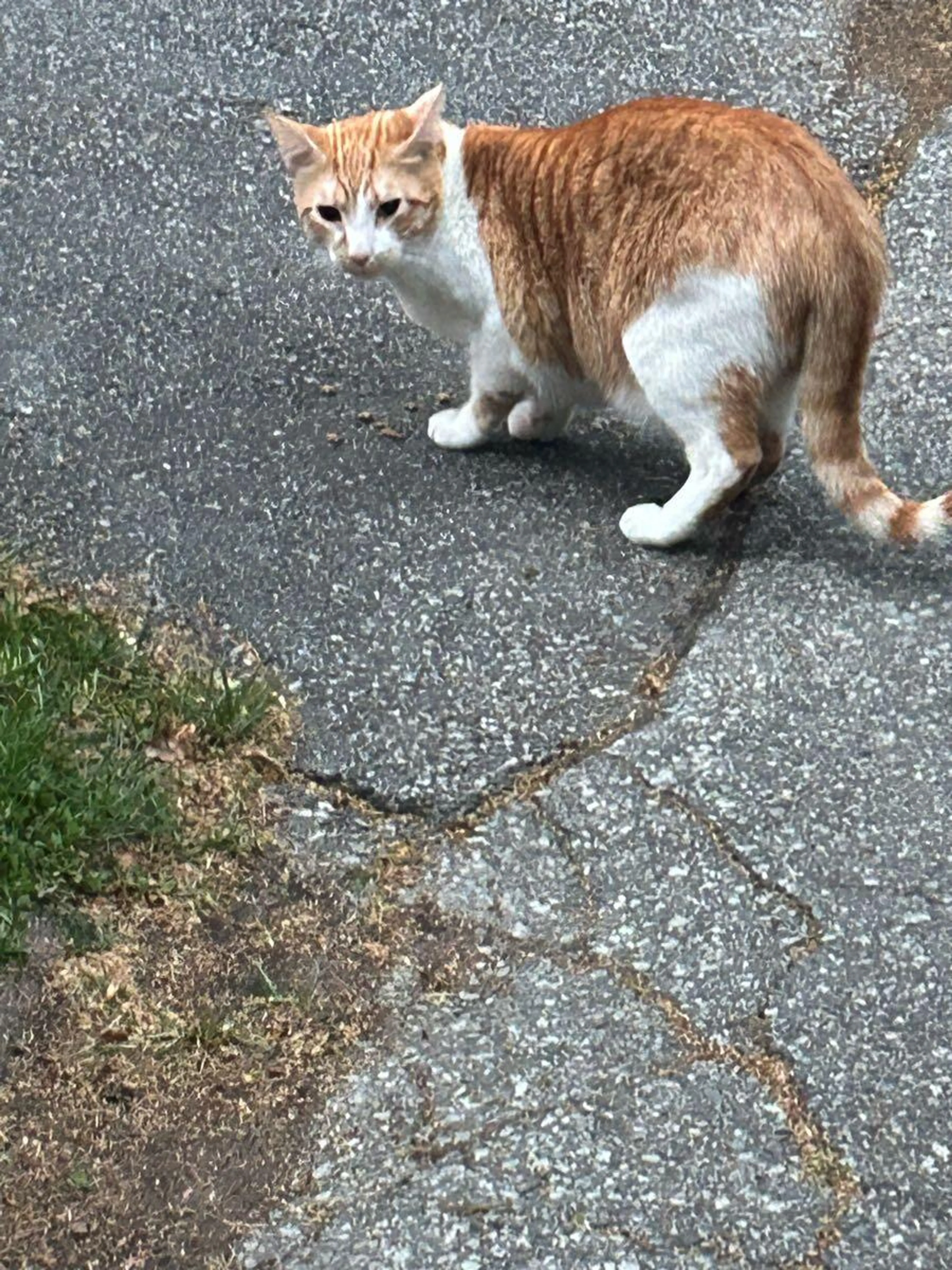 Found pet