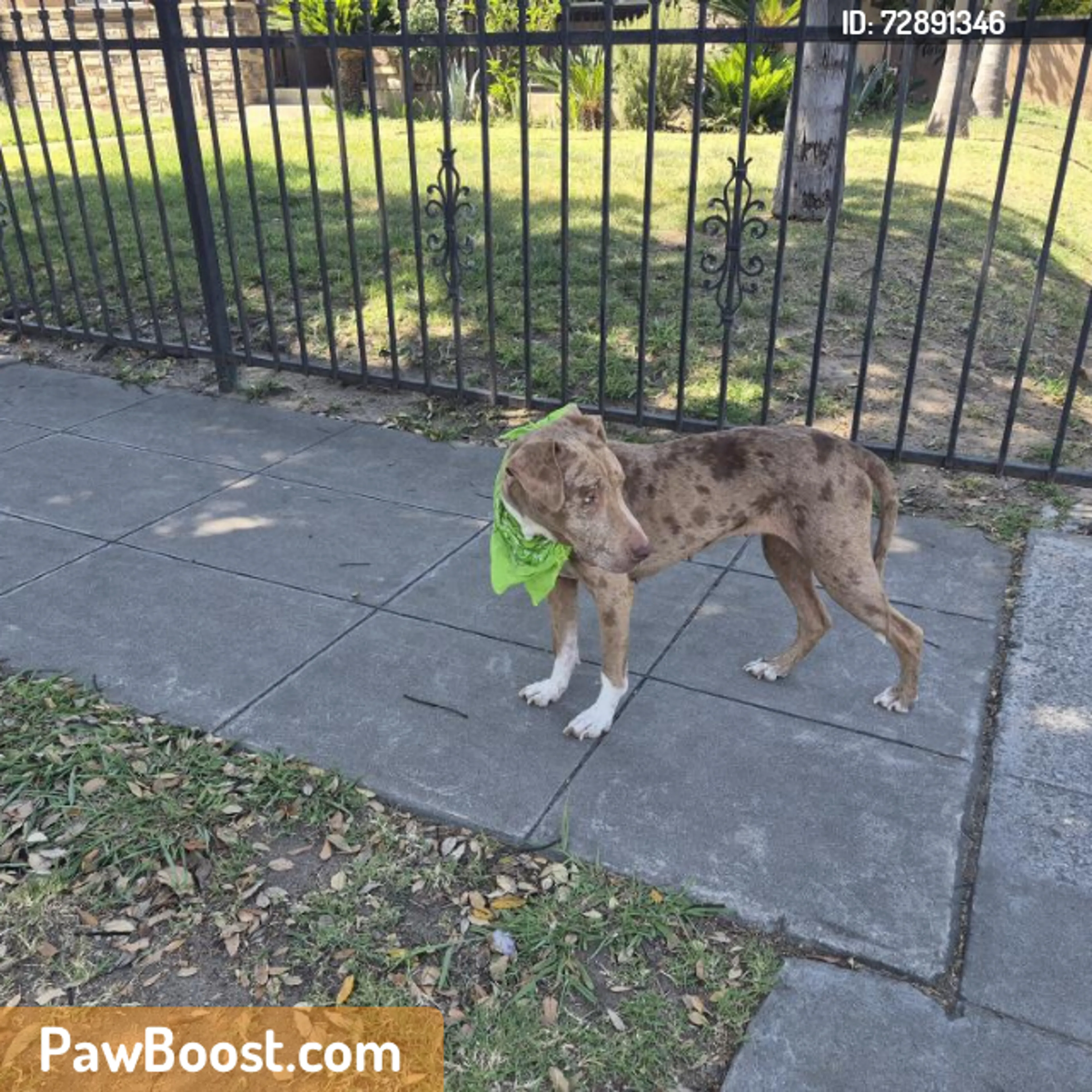 Found pet