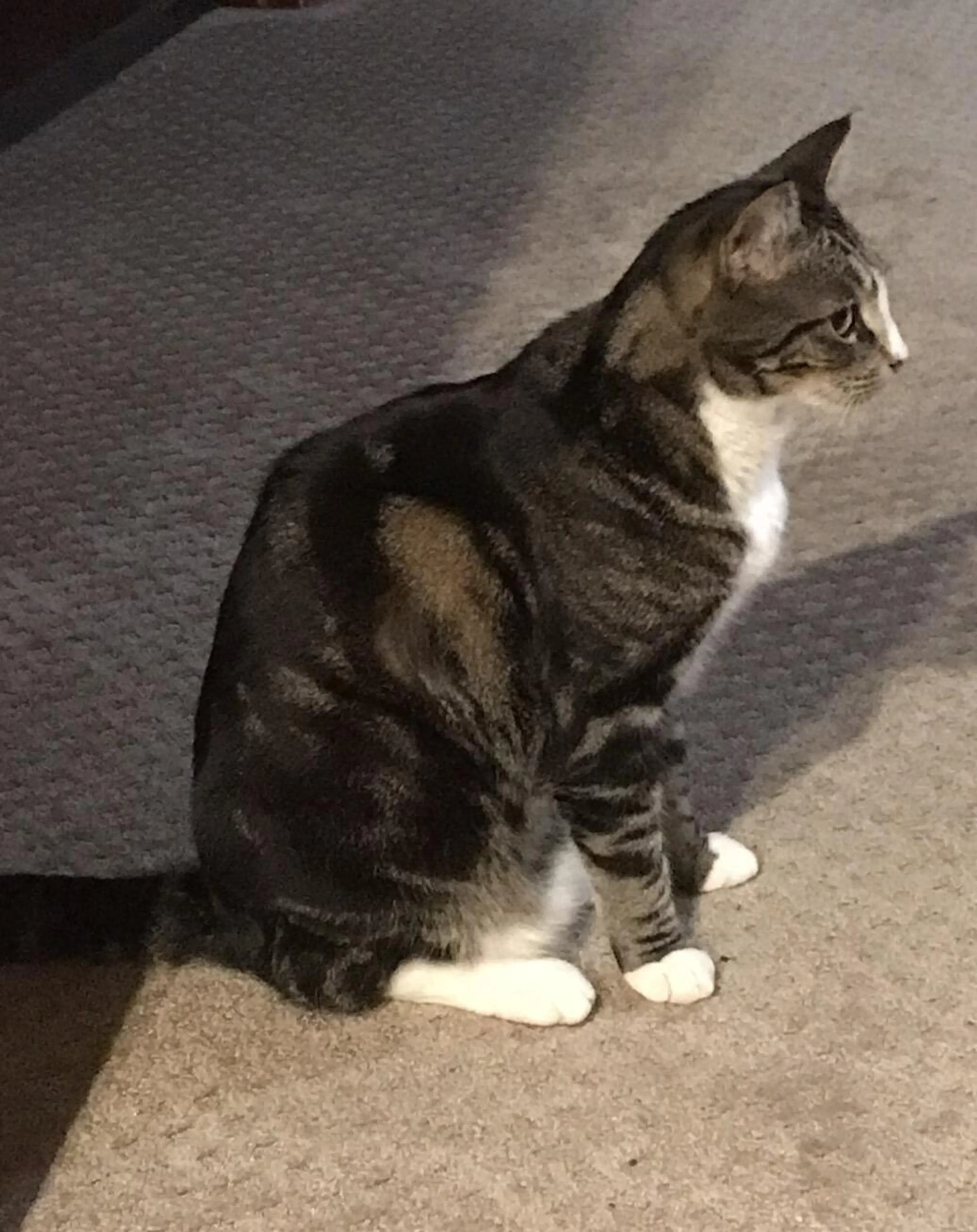 Lost pet