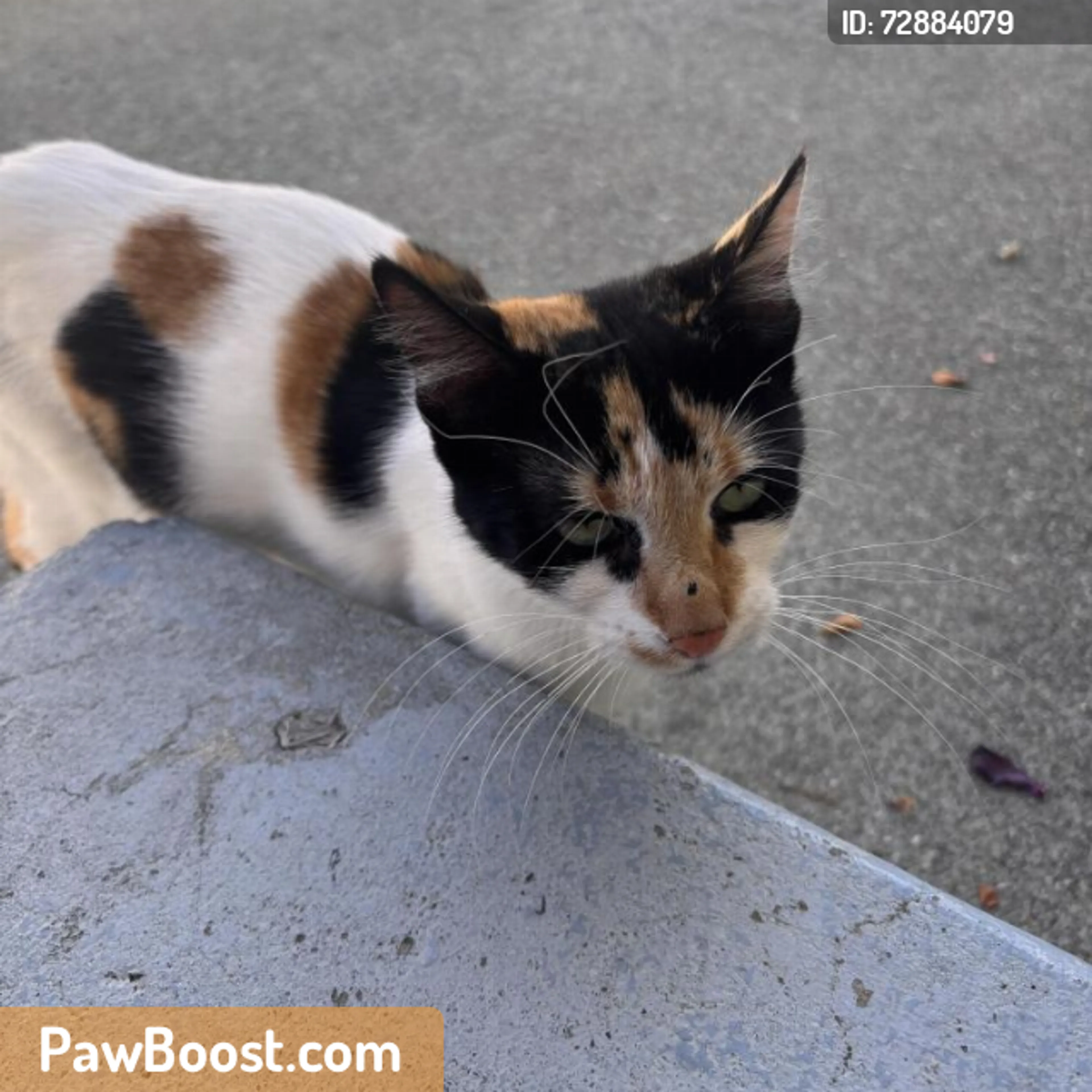 Found pet