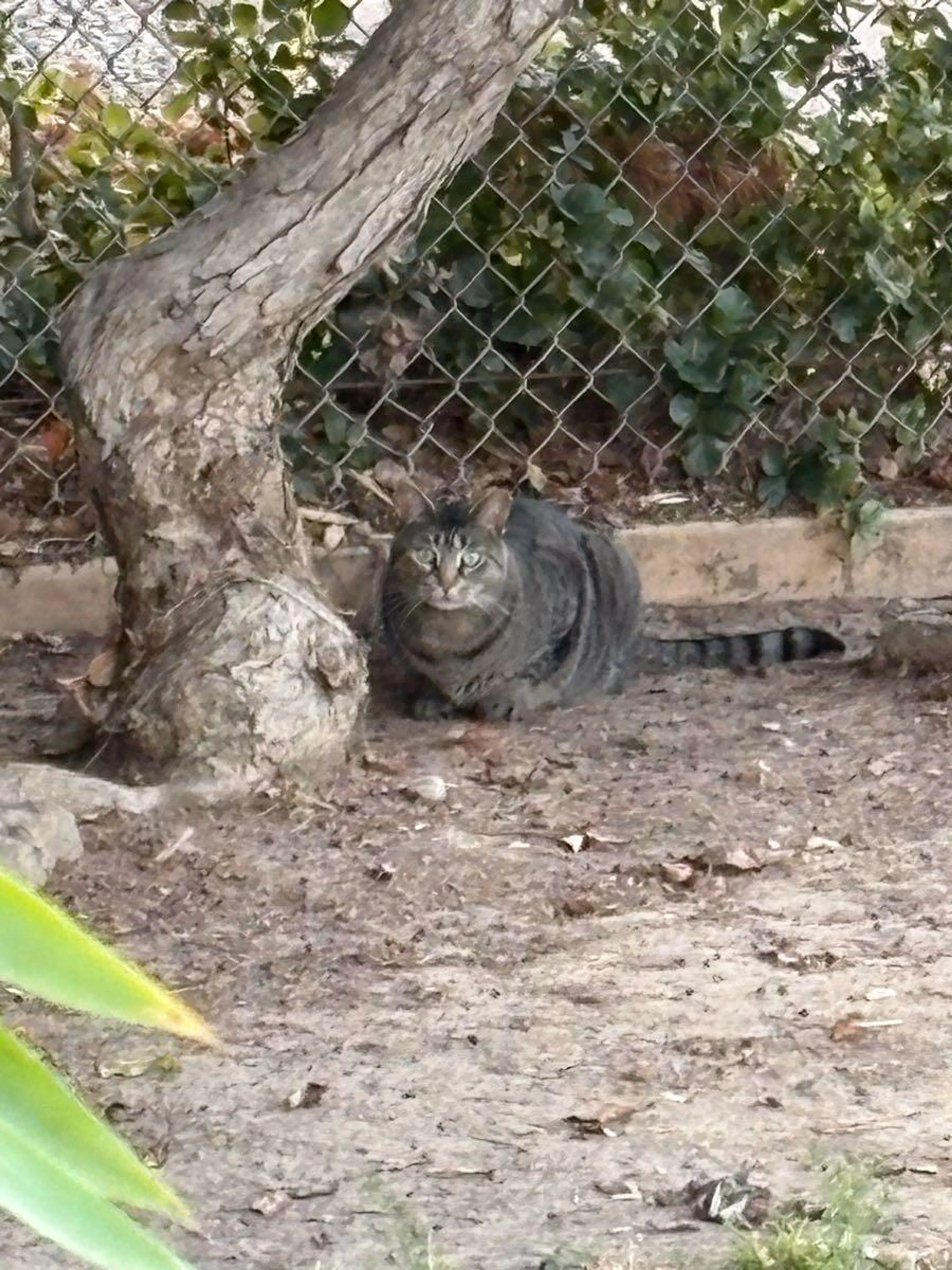 Found pet