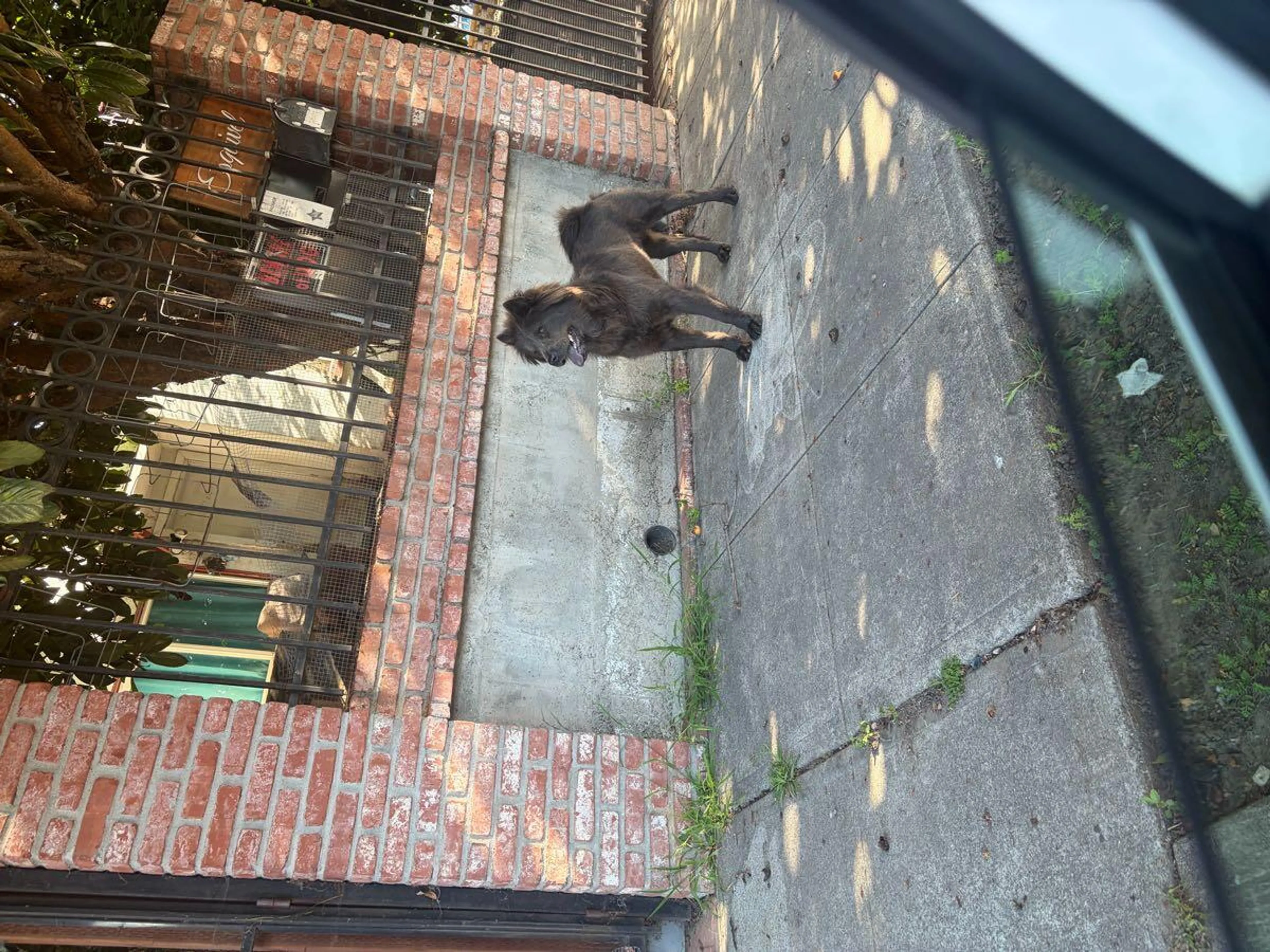 Lost pet