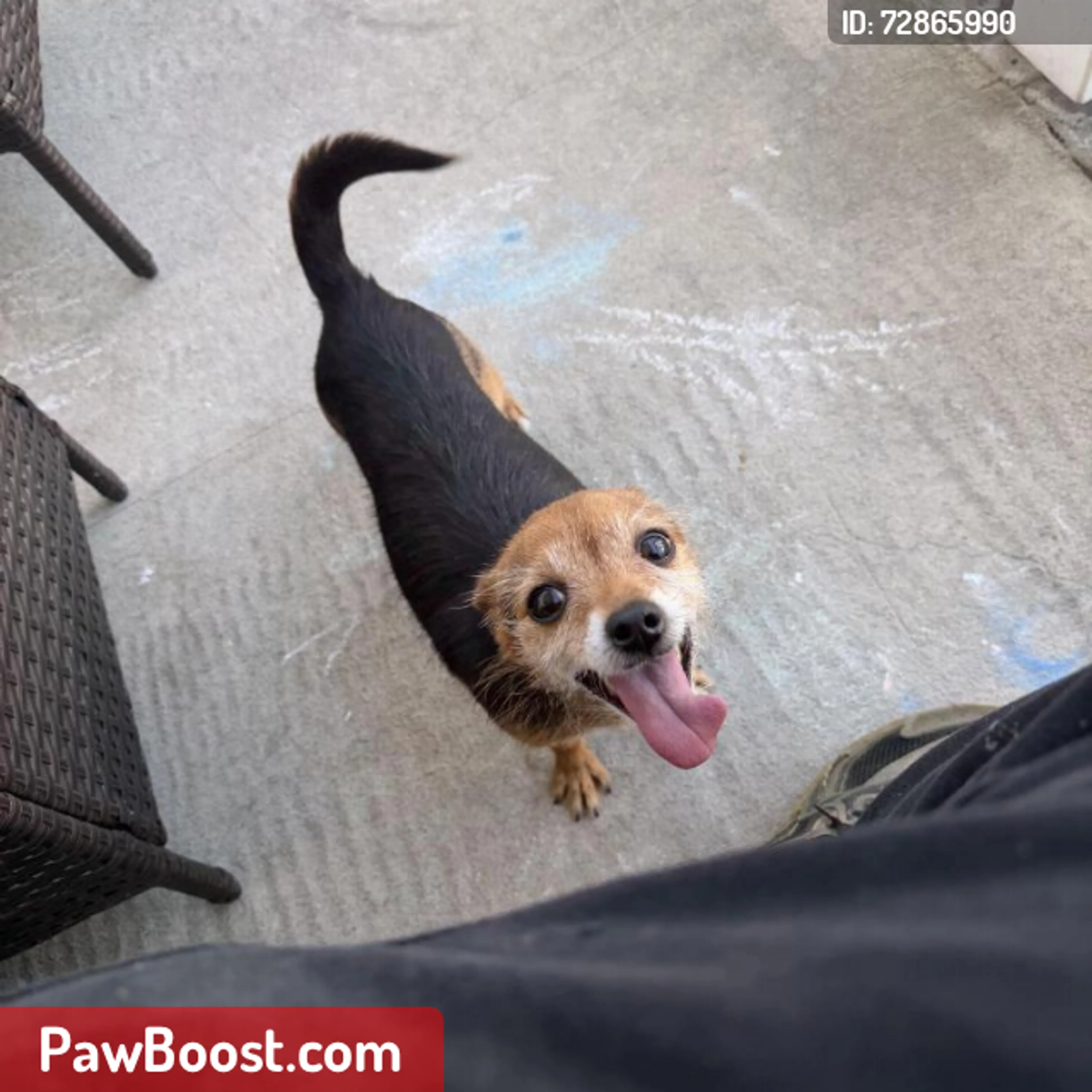 Lost pet