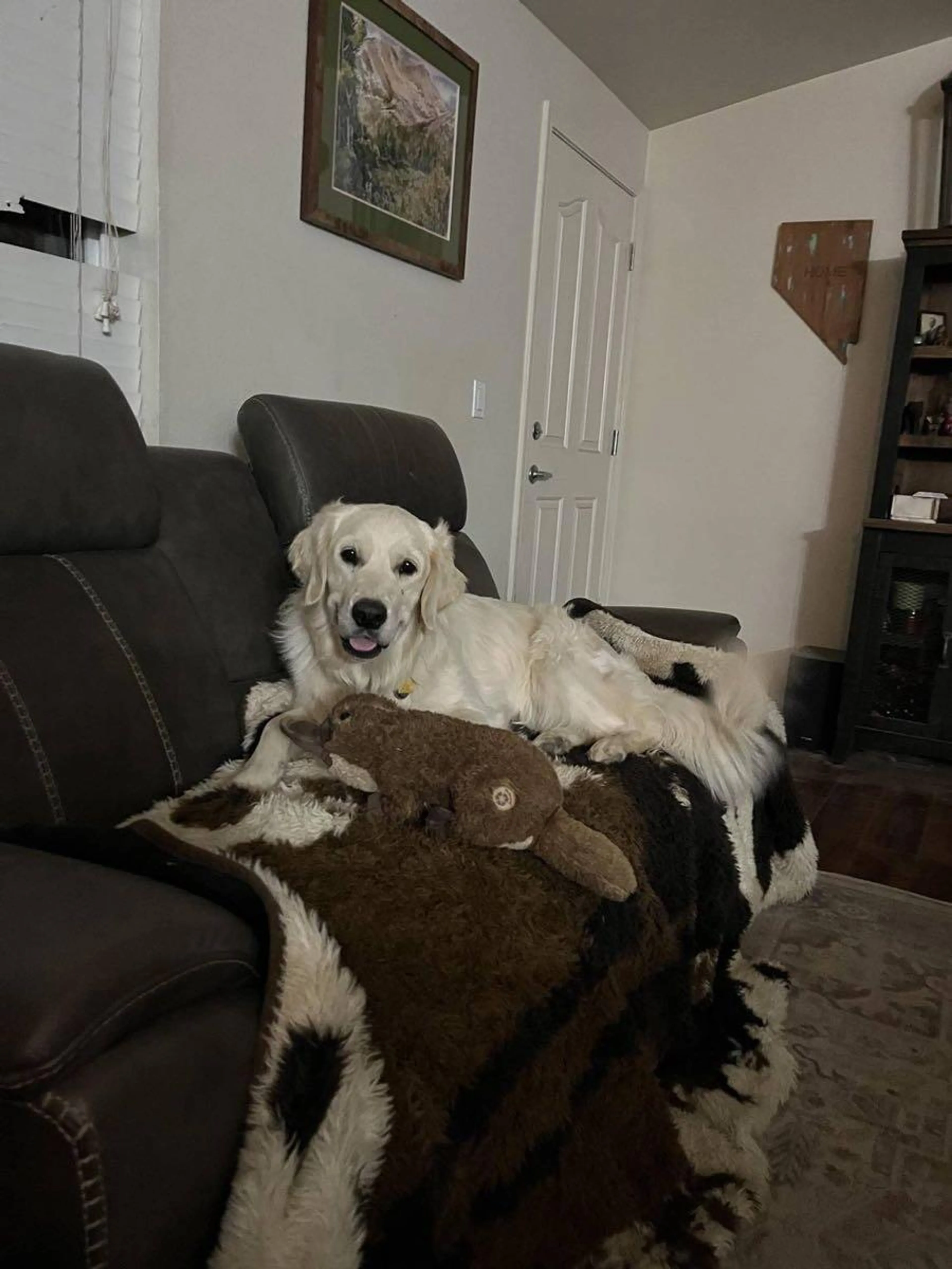 Lost pet