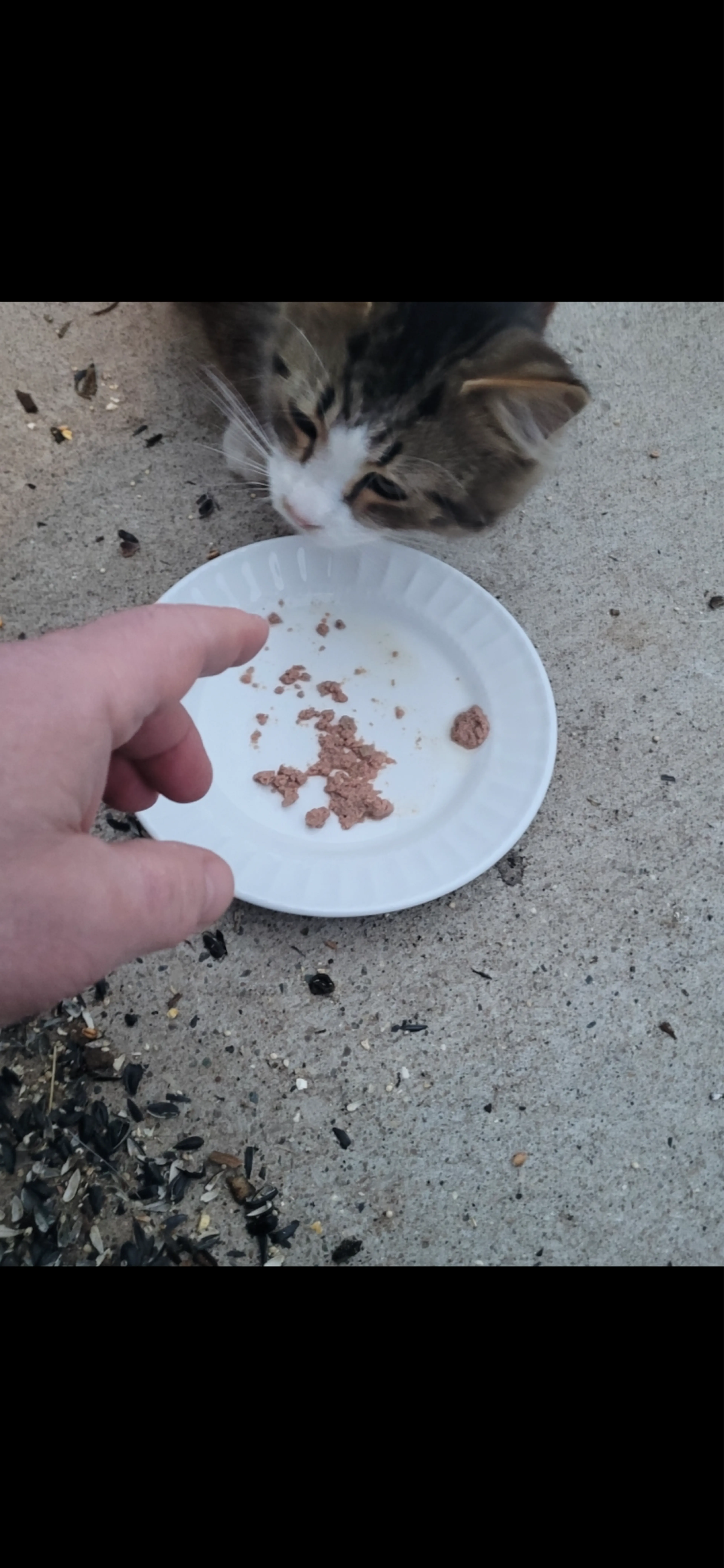 Found pet