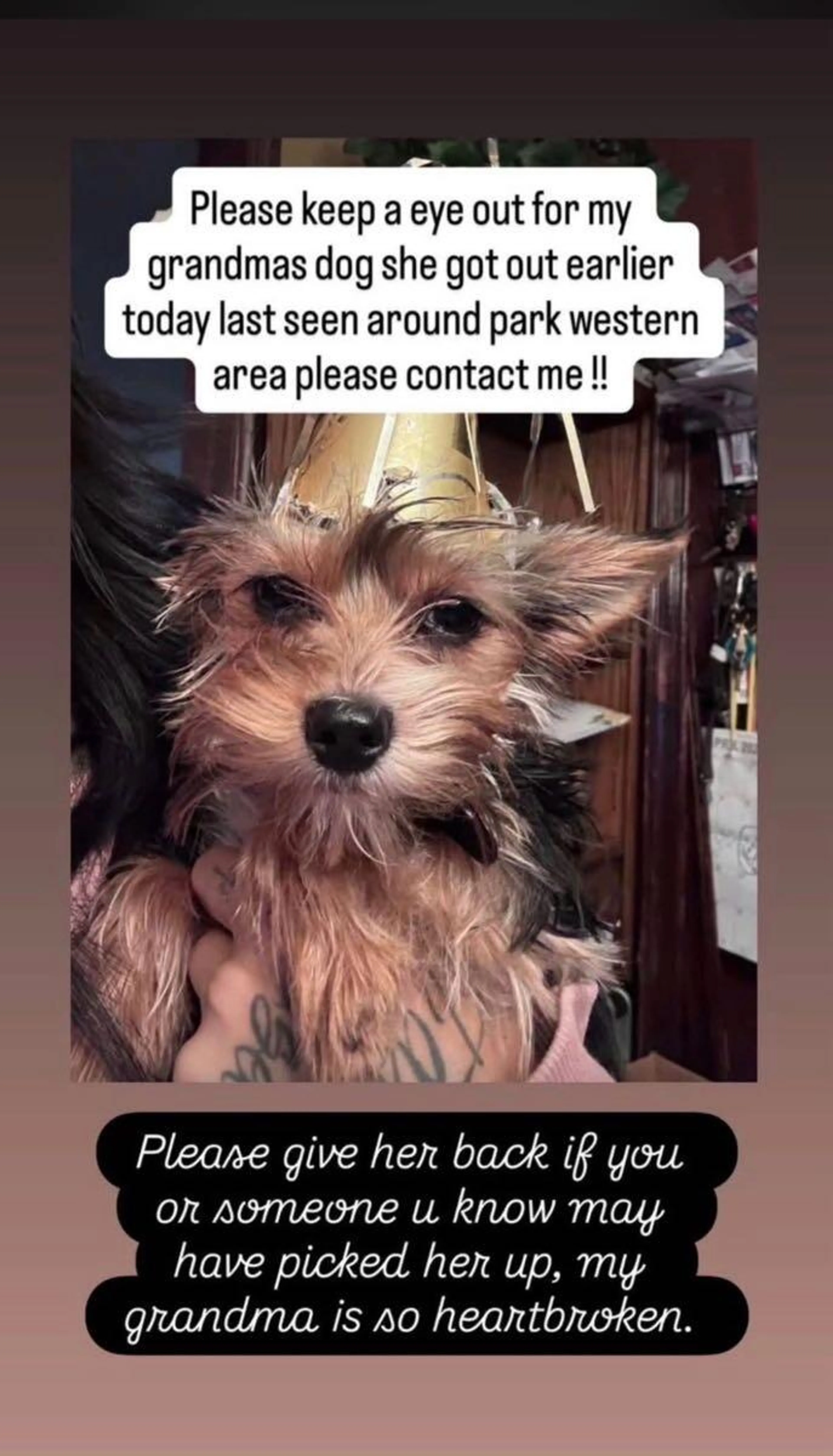 Lost pet
