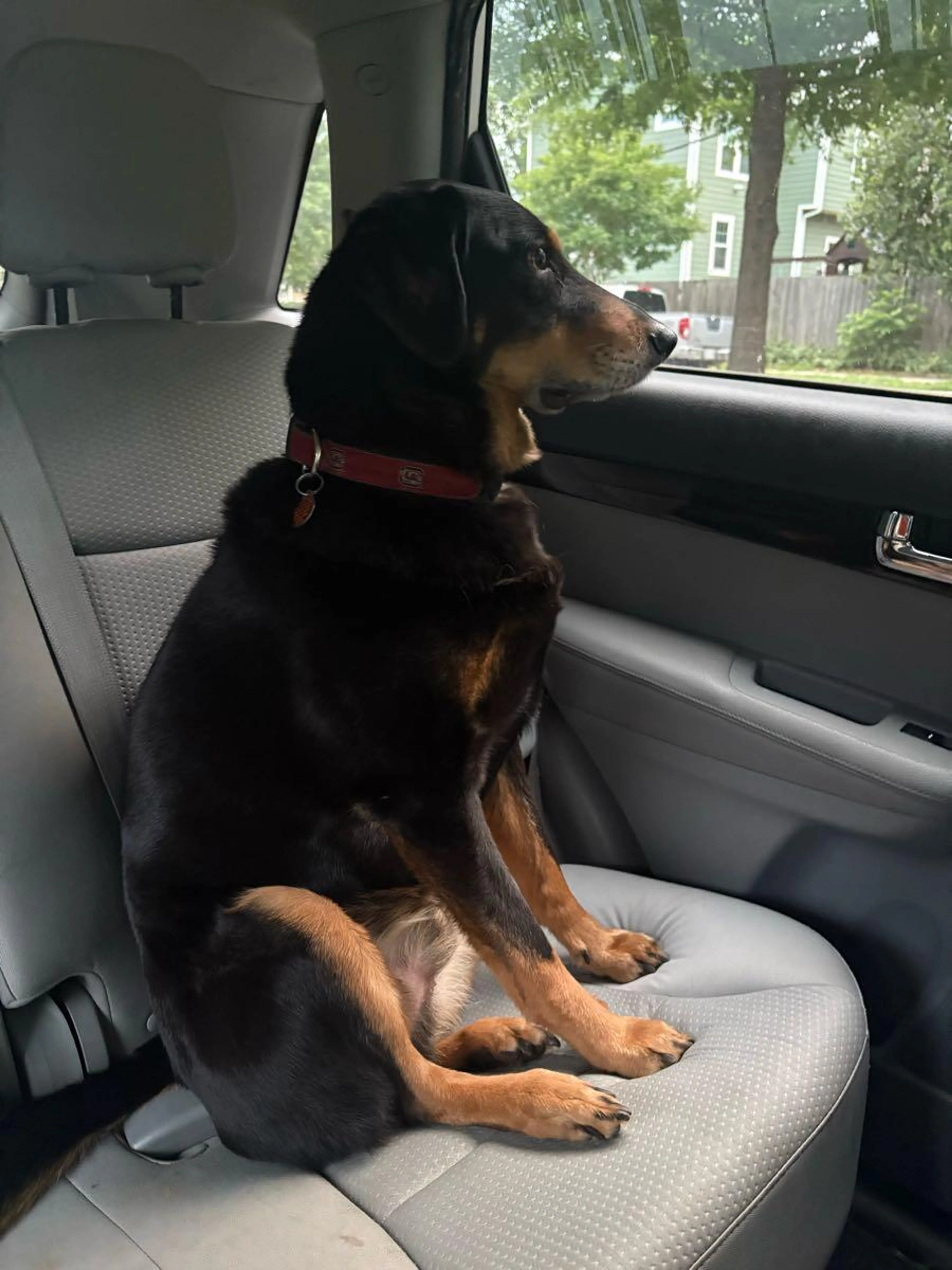 Found pet