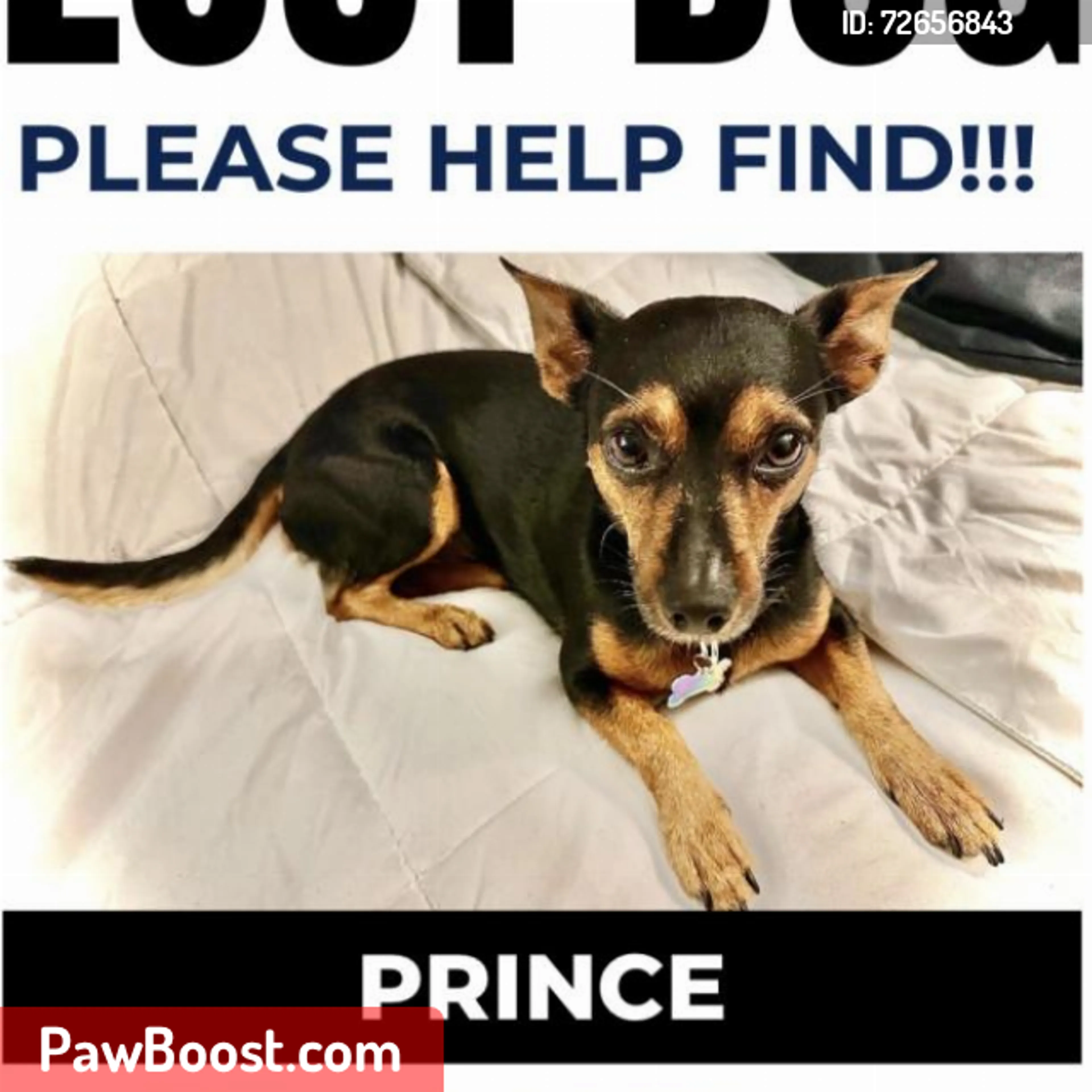 Lost pet