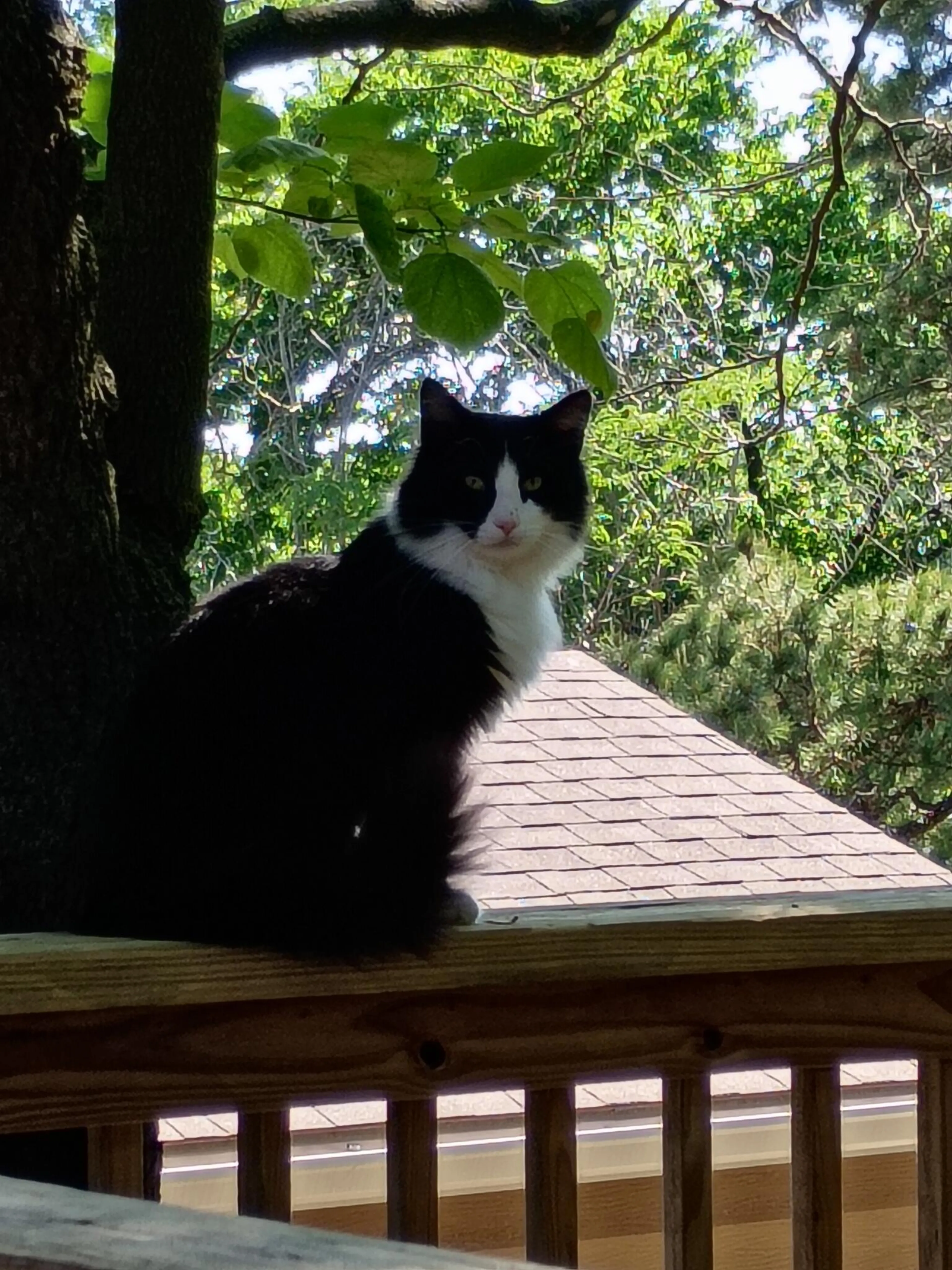 Found pet