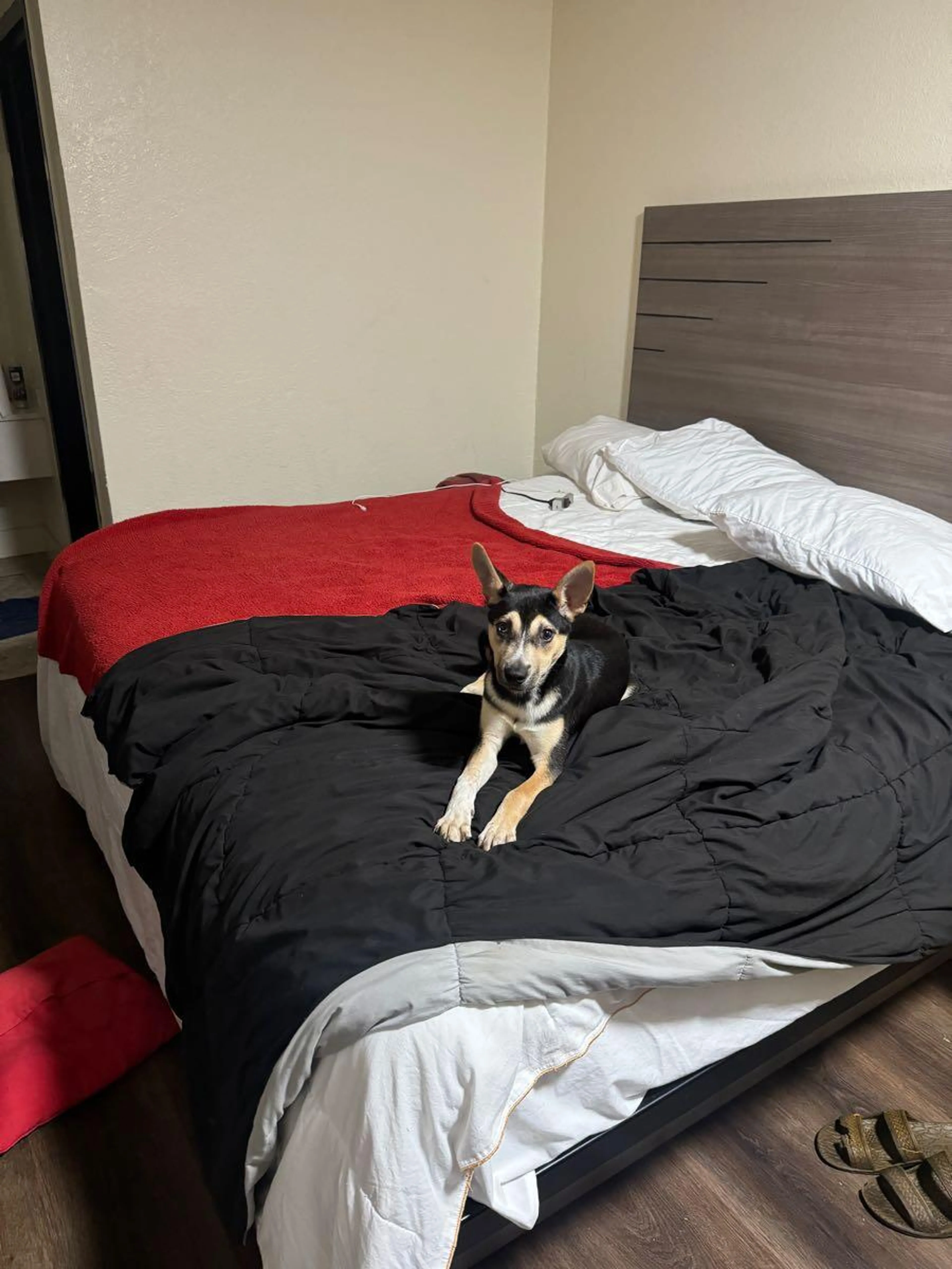 Lost pet